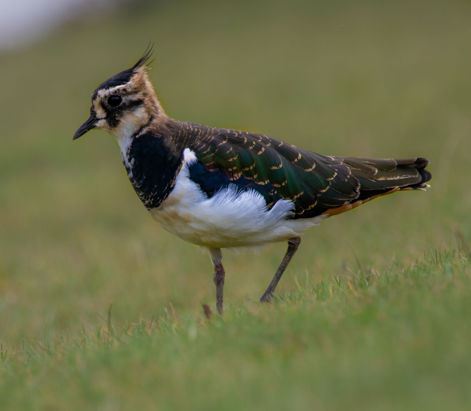 150-600mm F5-6.3 DG OS HSM | Contemporary 015 sample photo. Lapwing, bird, waterbird photography