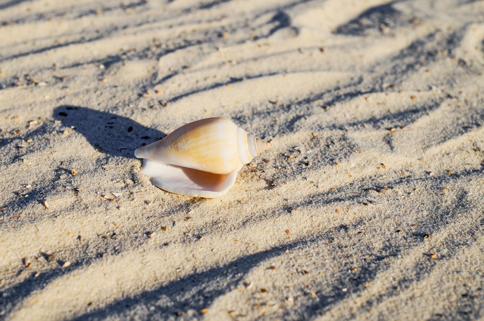Fujifilm X-T10 + Fujifilm XF 35mm F1.4 R sample photo. Shell, beach, seashell photography