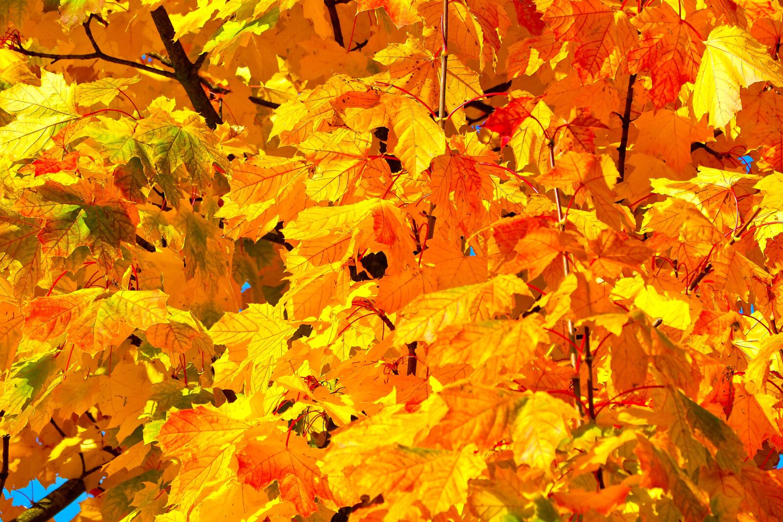 Olympus OM-D E-M10 sample photo. Autumn, leaves, fall foliage photography