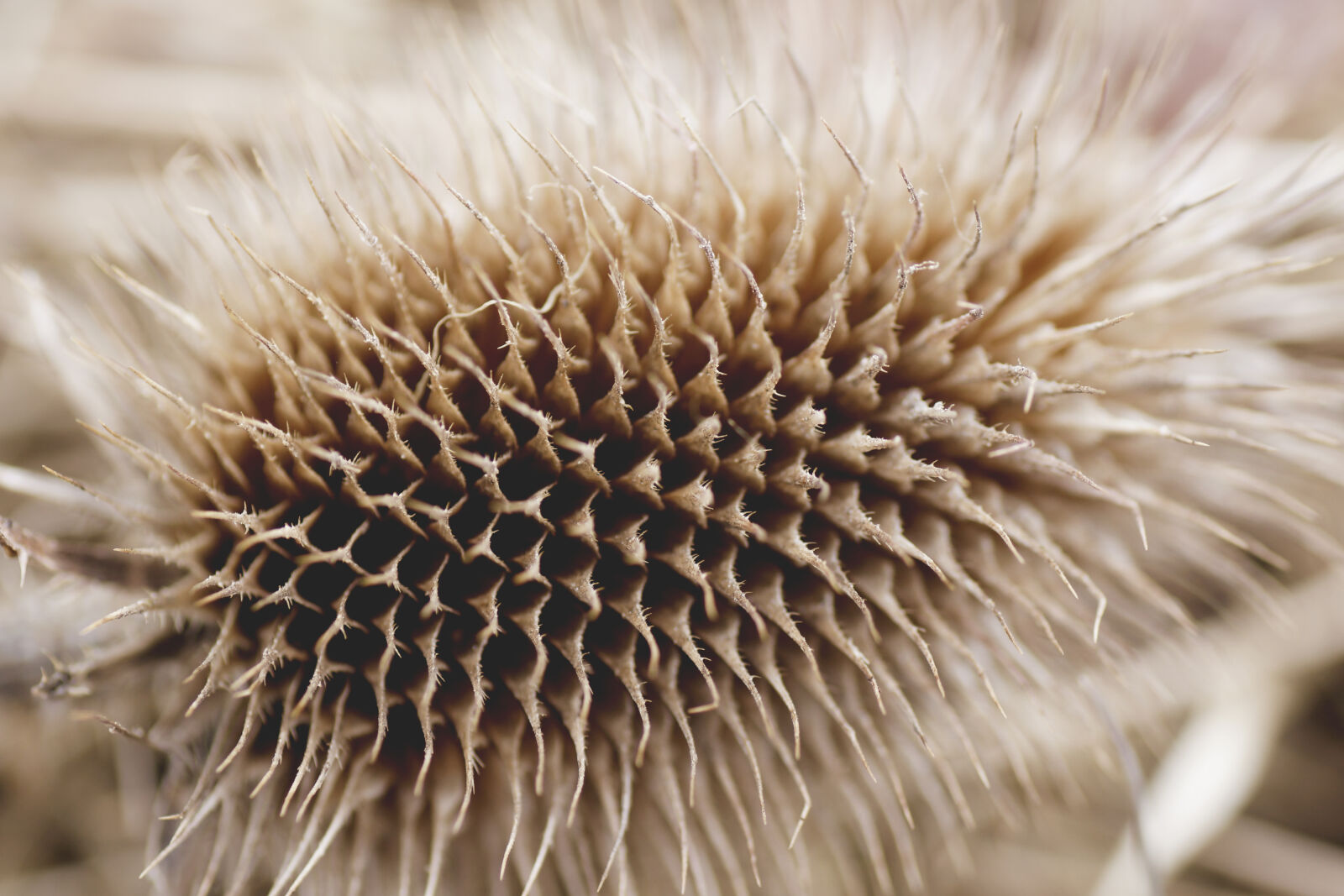 Tamron SP AF 90mm F2.8 Di Macro sample photo. Nature, spines, thistle photography