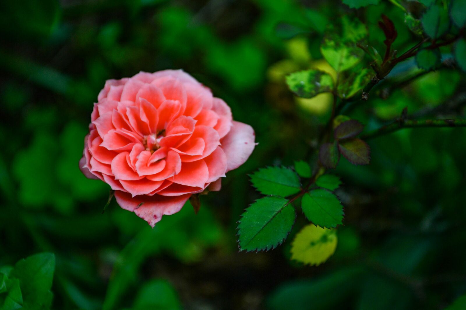 Nikon D3100 sample photo. Flower, pink, rose photography