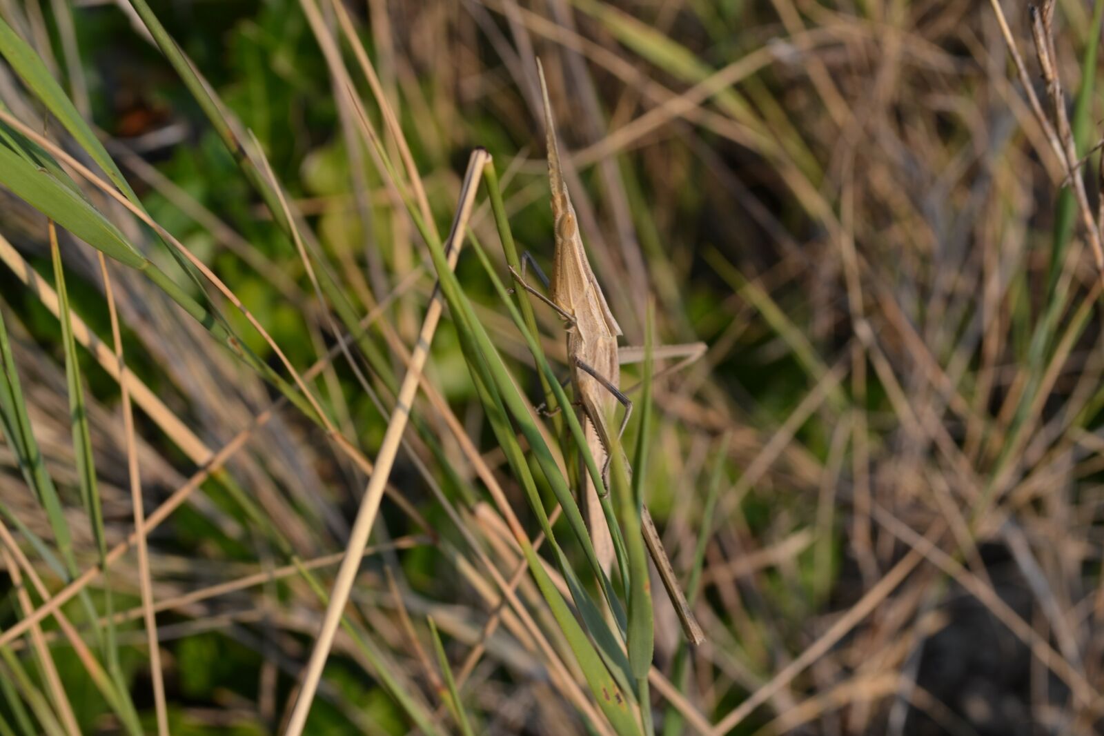 Nikon D3100 sample photo. Grasshopper, animal, nature photography