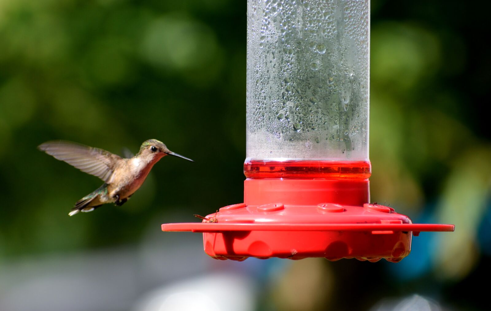 Nikon D3300 sample photo. Hummingbird, bird, avian photography