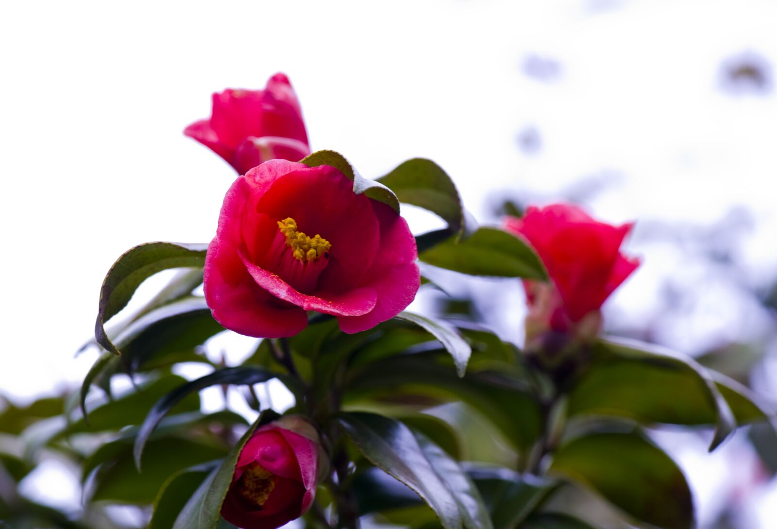 Nikon D700 sample photo. Camellia flower, flowers, petal photography