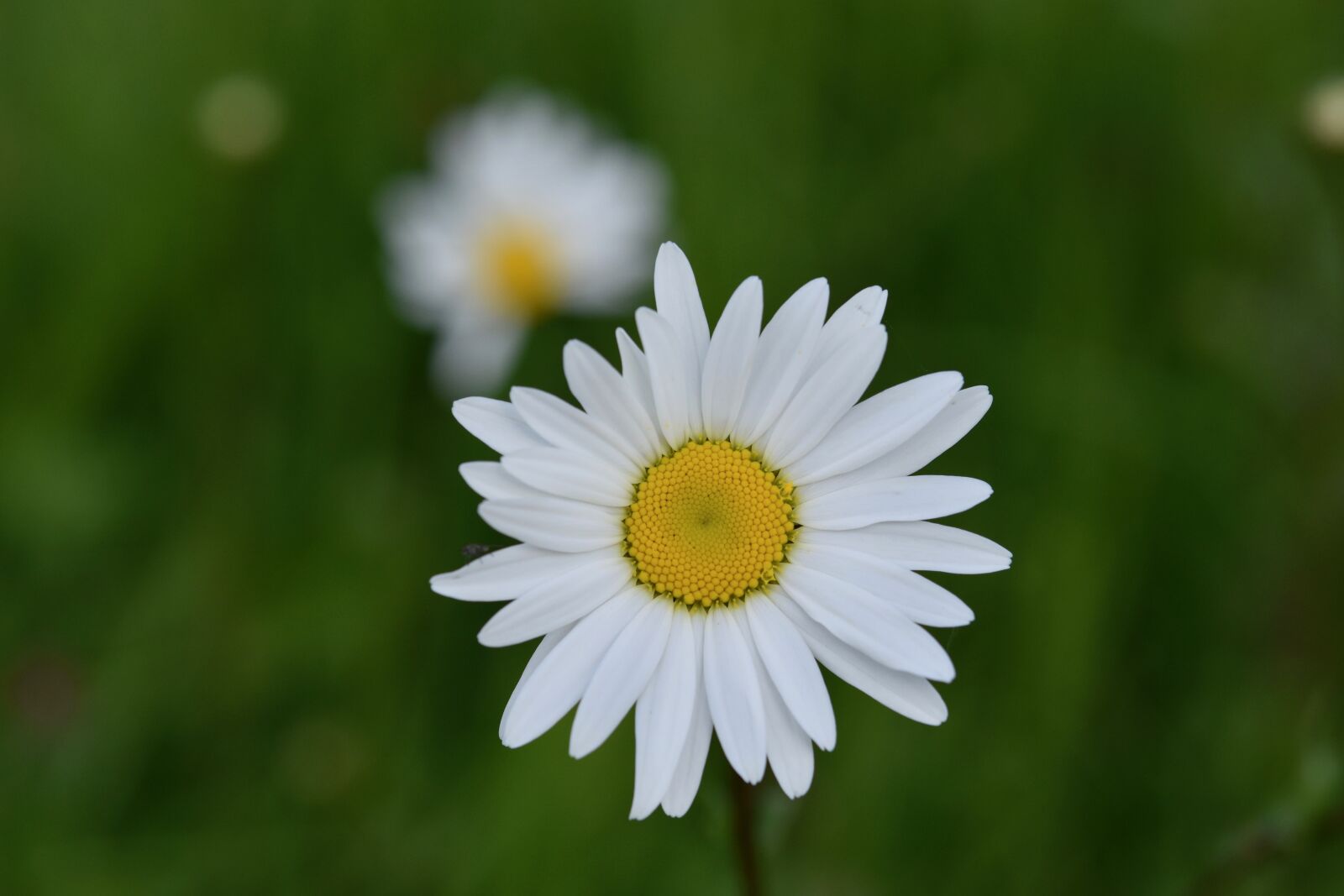 Nikon D5600 sample photo. Flower, daisy flower, flower photography