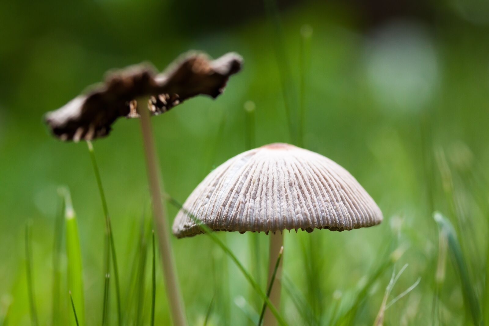 Canon EOS 50D sample photo. Mushroom, disc fungus, cap photography