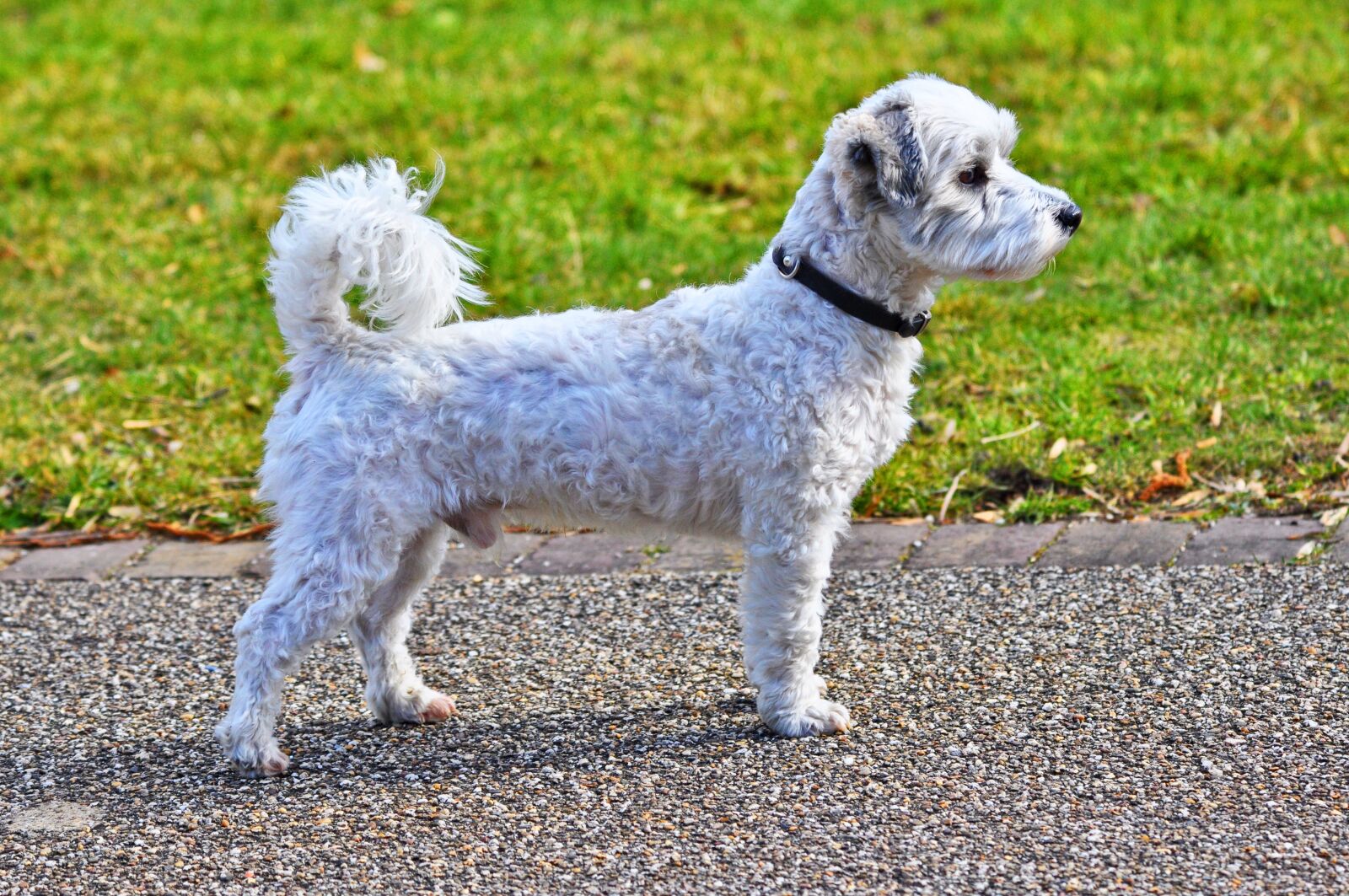 Nikon D90 sample photo. Dog, canine, animal photography