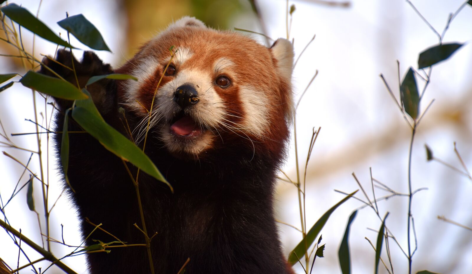 Nikon D7200 sample photo. Panda, red panda, bear photography