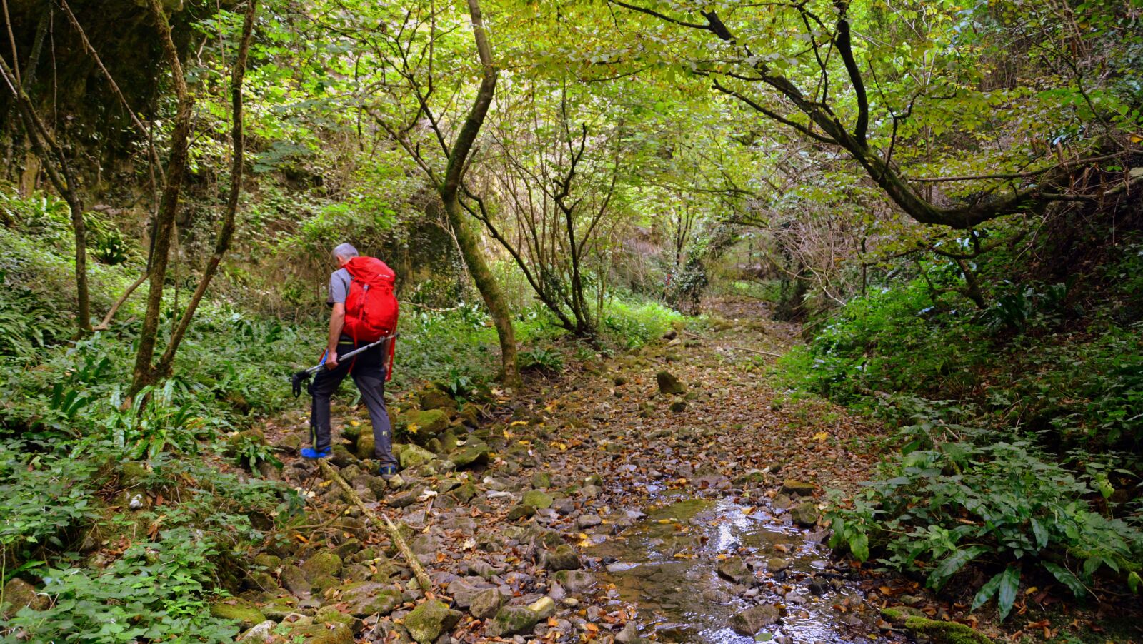 Nikon D7100 sample photo. Excursion, forest, val borago photography