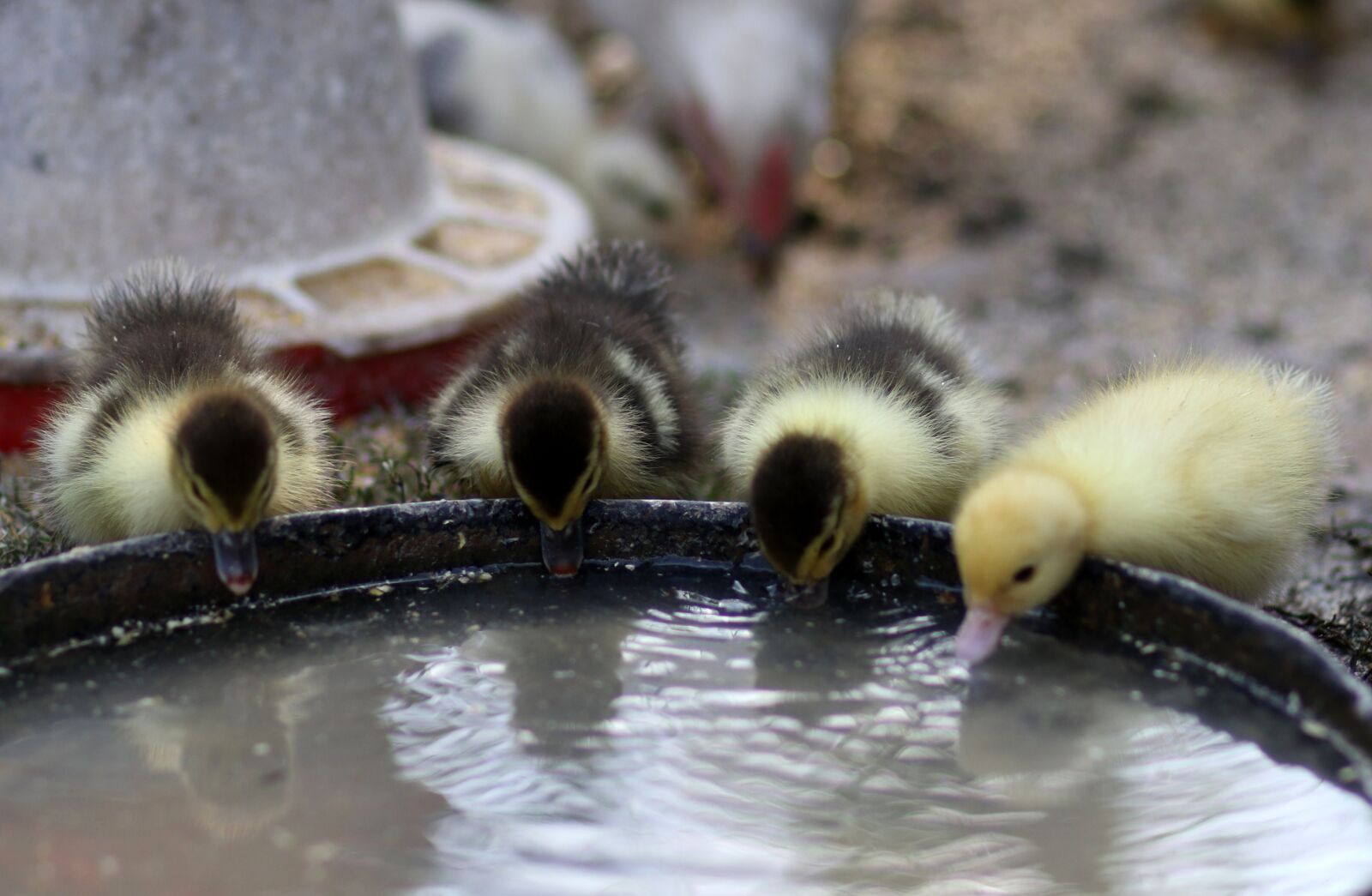 Canon EF 85mm F1.8 USM sample photo. Duckling, four, drink photography