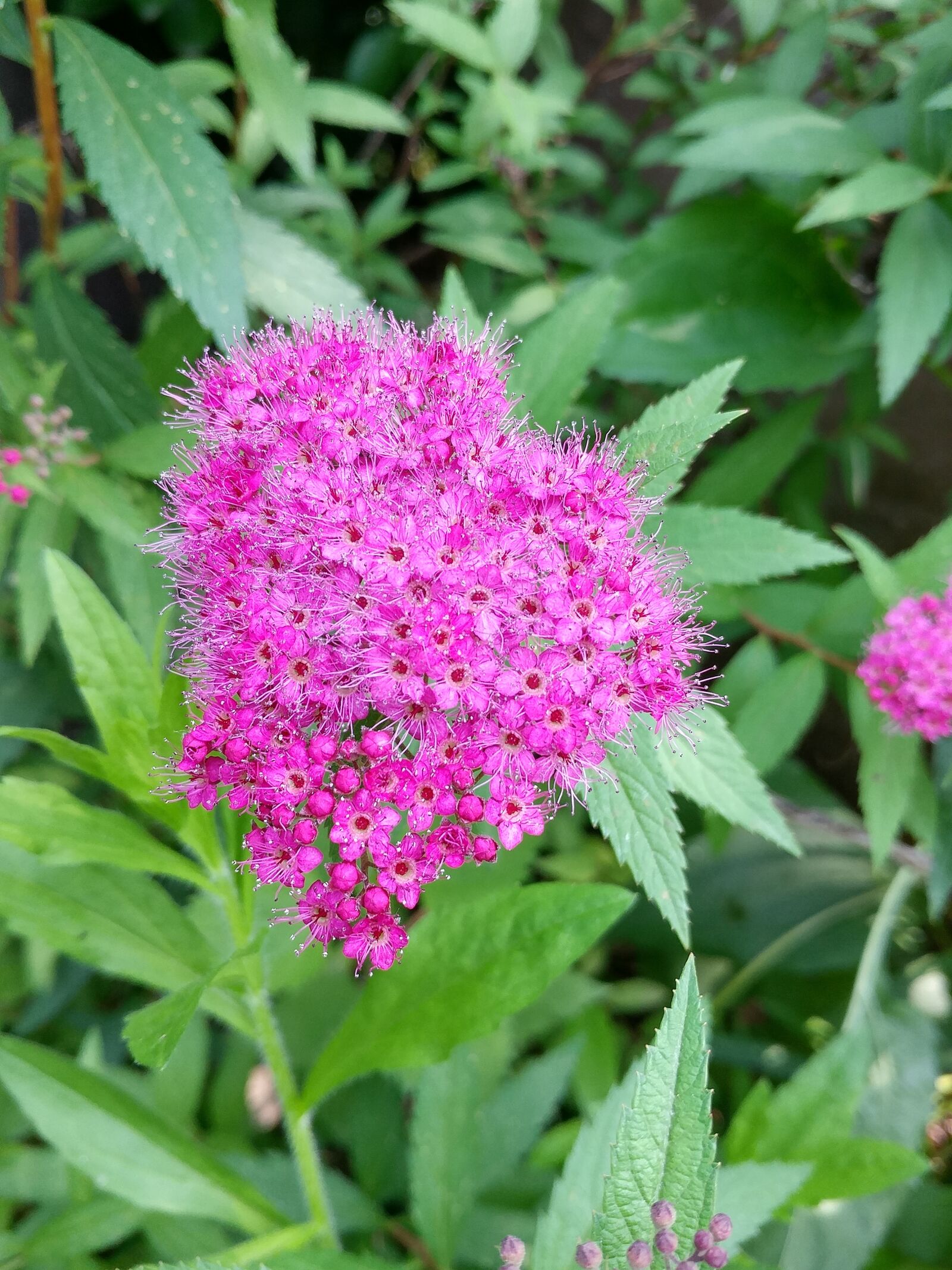 LG G5 sample photo. Nature, plants, flowers photography