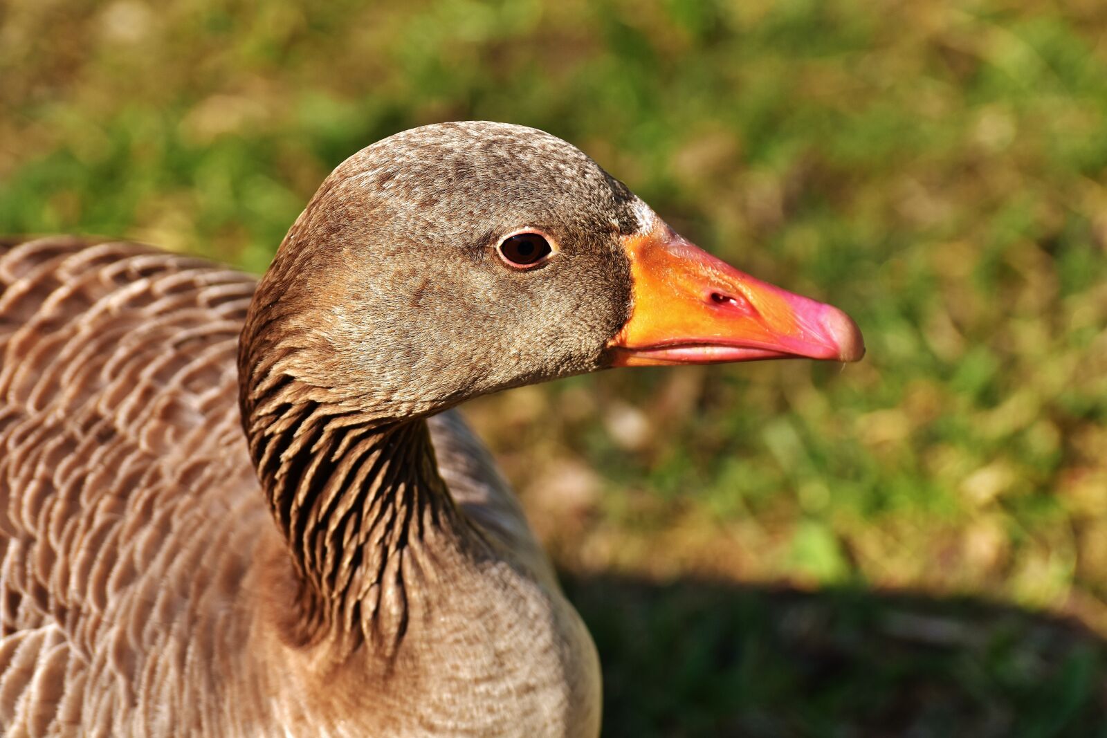Nikon D7200 sample photo. Goose, water bird, poultry photography