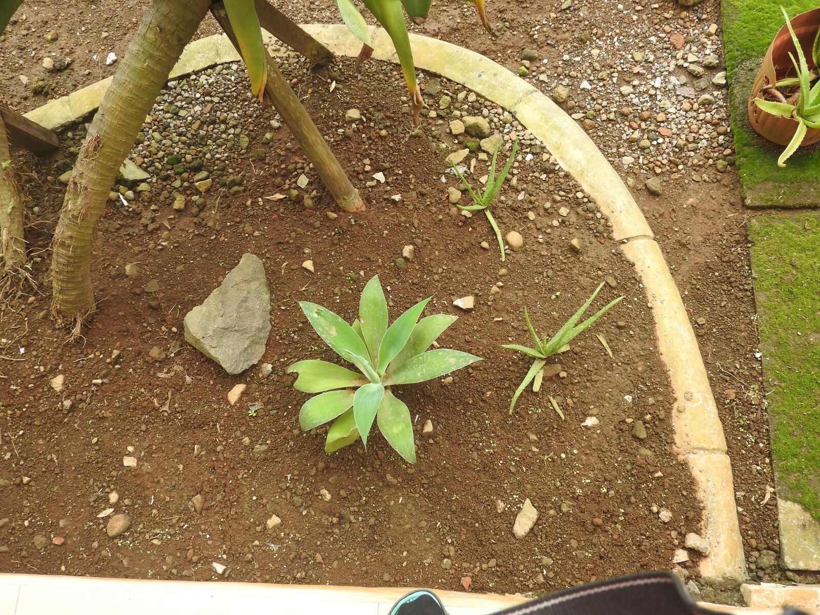 Nikon Coolpix P610 sample photo. Plant, new, green photography