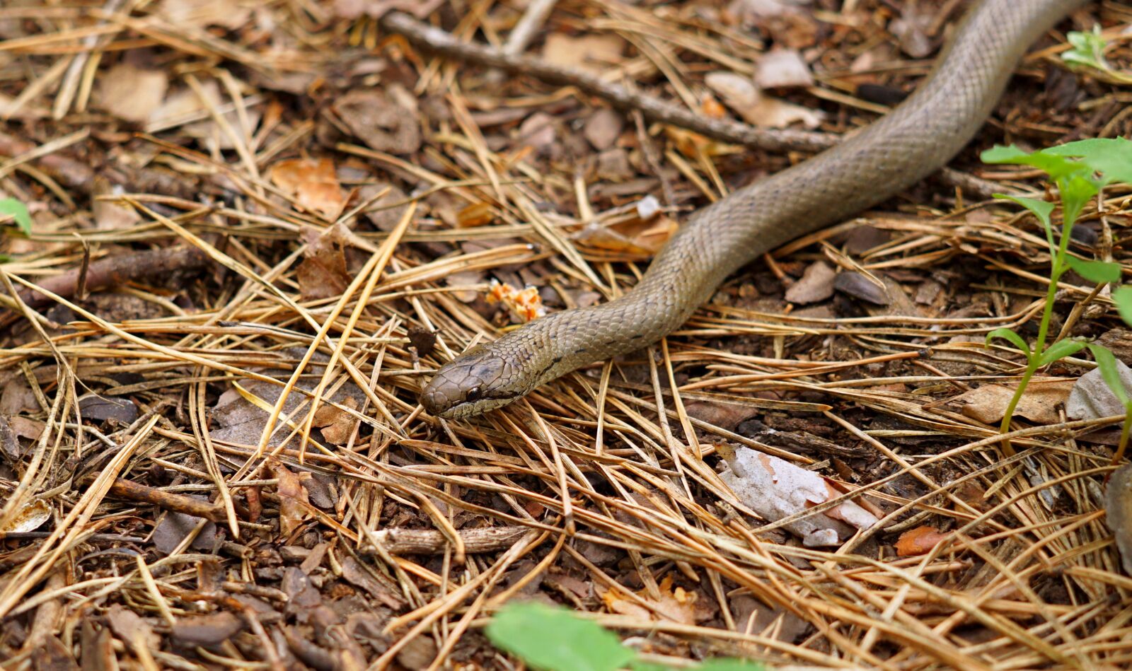 Sony a5100 + Sigma 30mm F2.8 EX DN sample photo. Snake, scary, forest photography