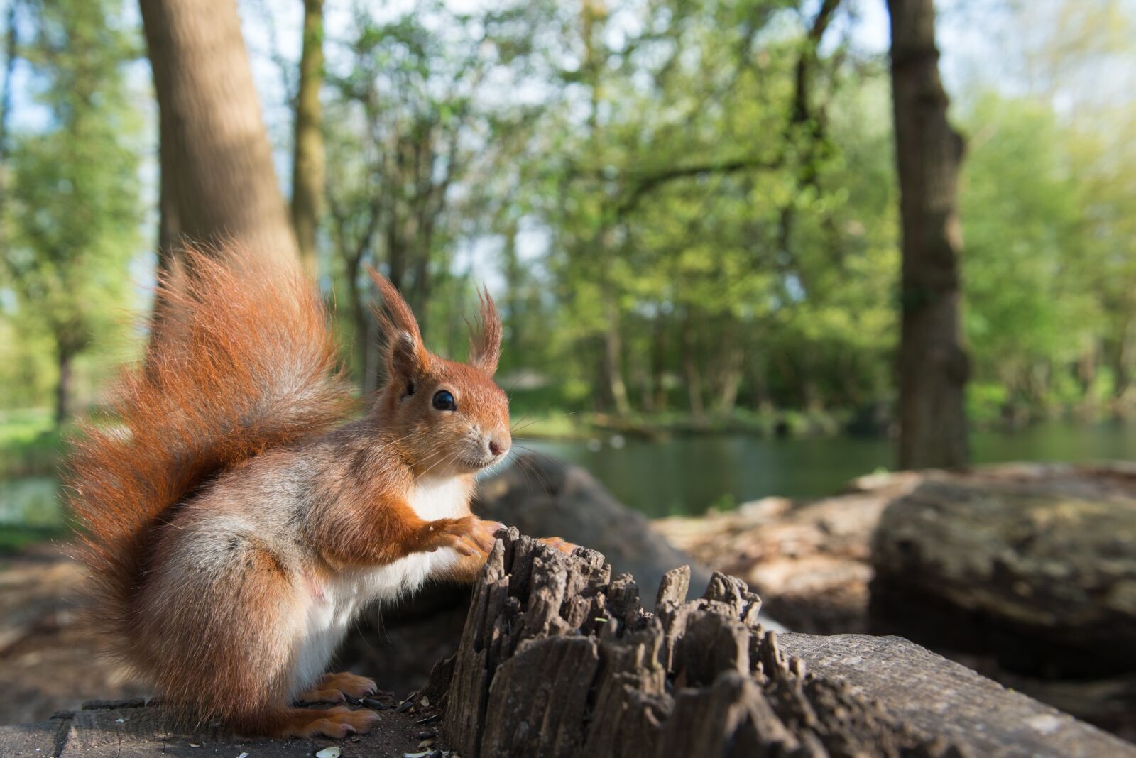 Nikon D800 sample photo. Squirrel, animal, possierlich photography
