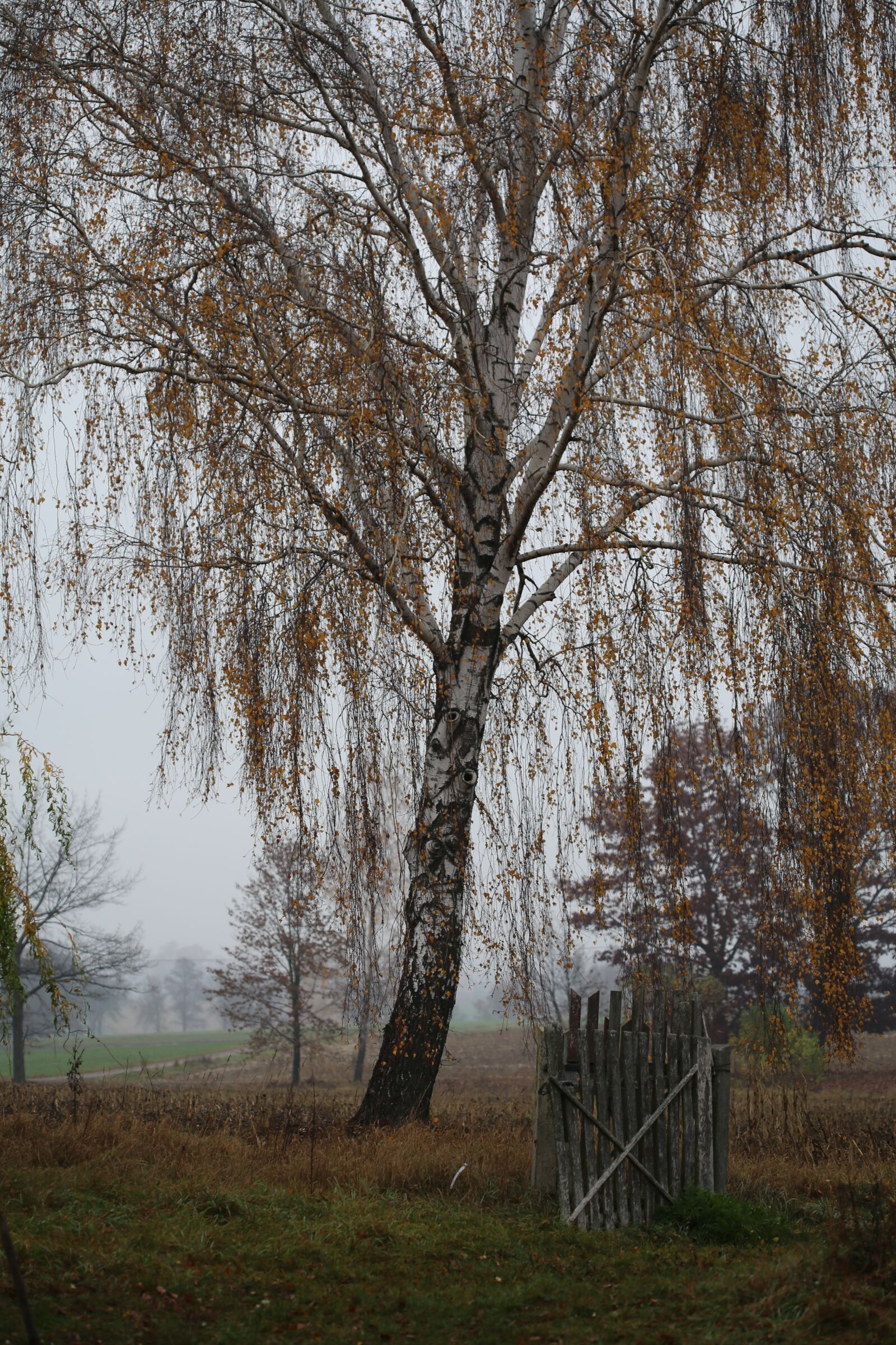 Canon EOS 6D + Canon EF 100mm F2.8 Macro USM sample photo. Autumn, birch, landscape photography