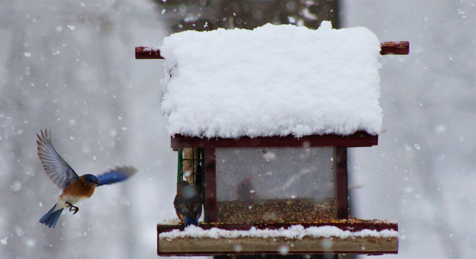 Canon EOS 7D Mark II sample photo. Bluebird, snow, feeder photography