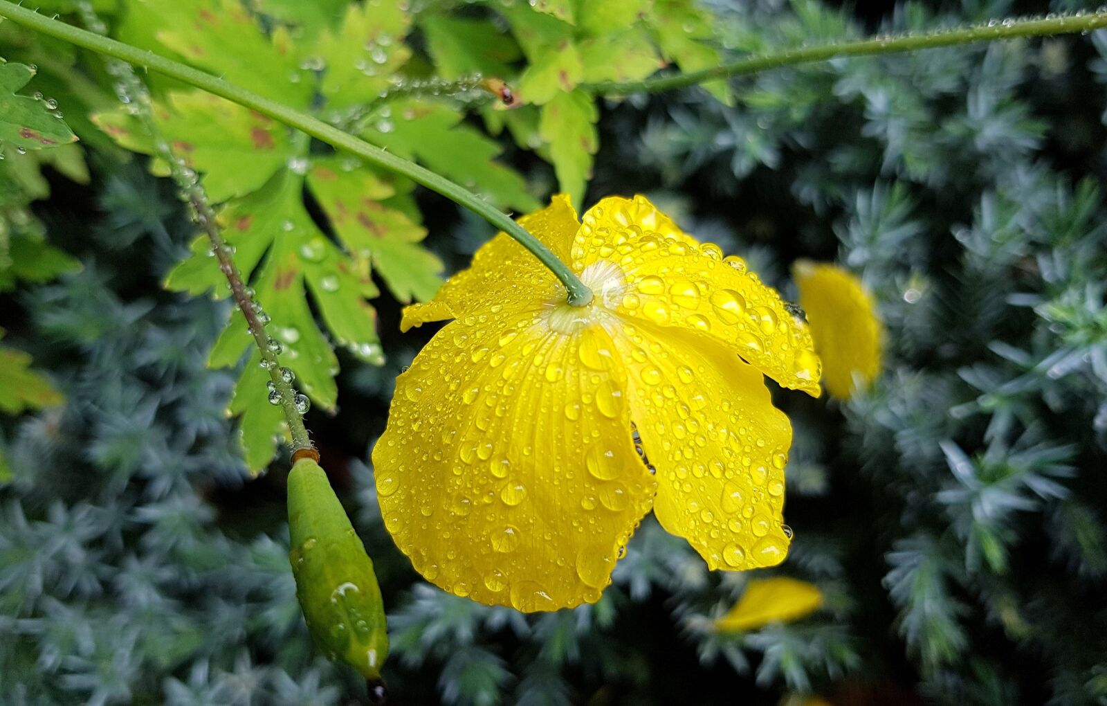 Samsung Galaxy S7 sample photo. Poppy, yellow poppy, poppy photography