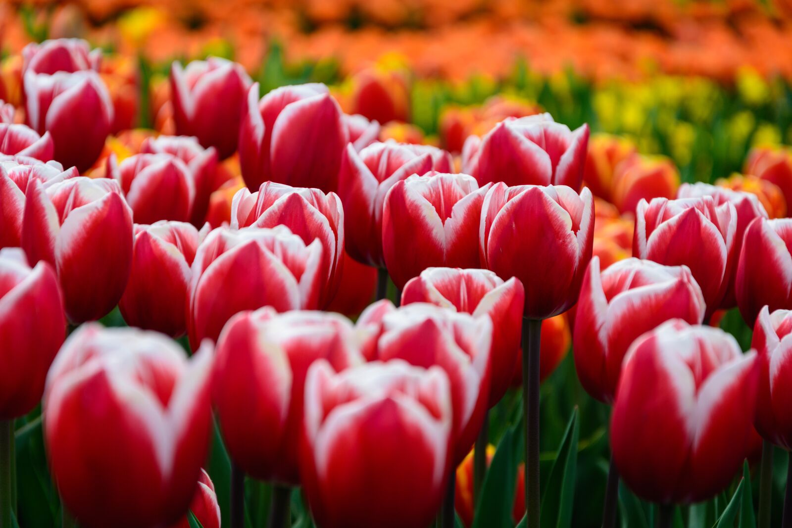 Nikon D7100 sample photo. Flowers, tulips, holland photography