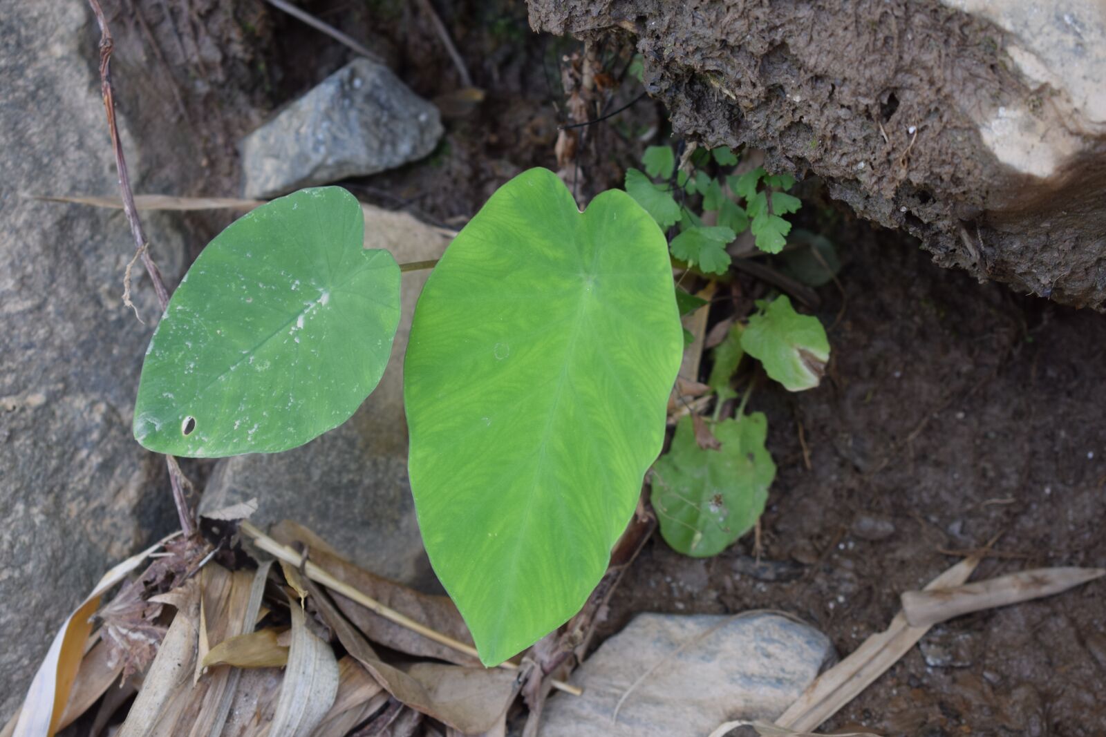 Nikon D5300 sample photo. Arbi leaves, arbi, organic photography