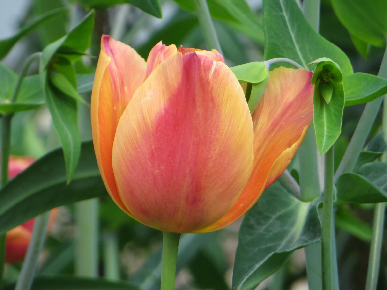 Canon PowerShot SX260 HS sample photo. Tulip, flower, spring photography