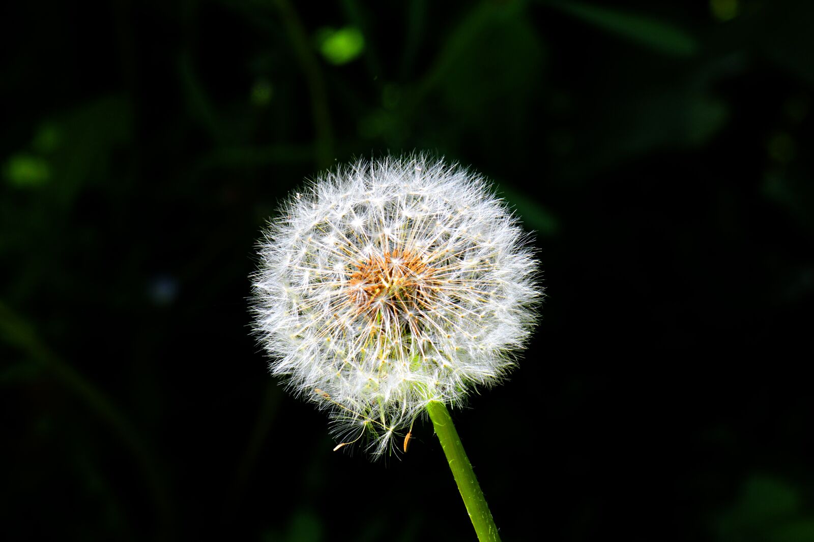 Canon EF-S 18-135mm F3.5-5.6 IS USM sample photo. Dandelion, seed, contrast photography