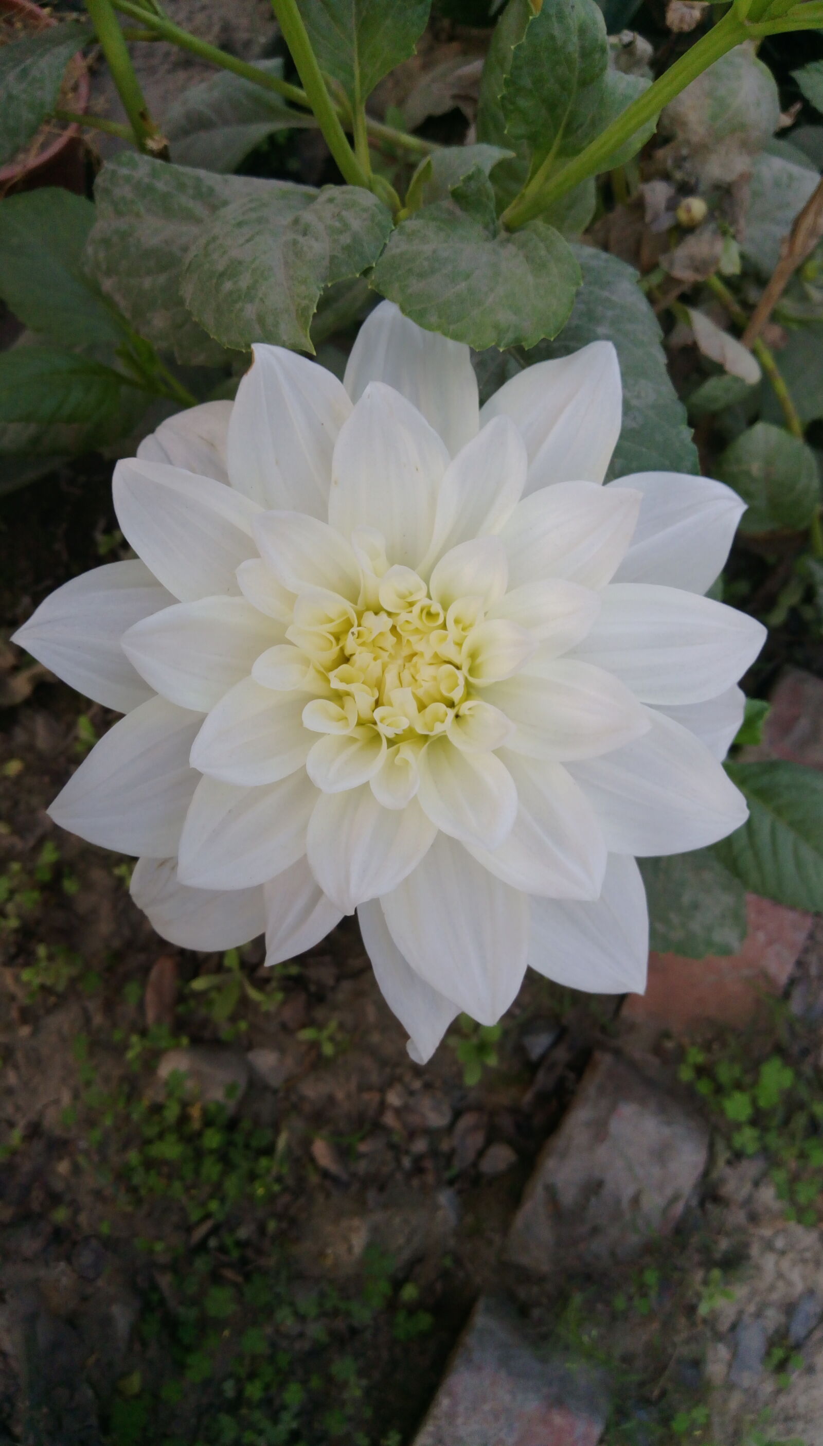 HTC DESIRE 828 DUAL SIM sample photo. Beautiful, flowers photography