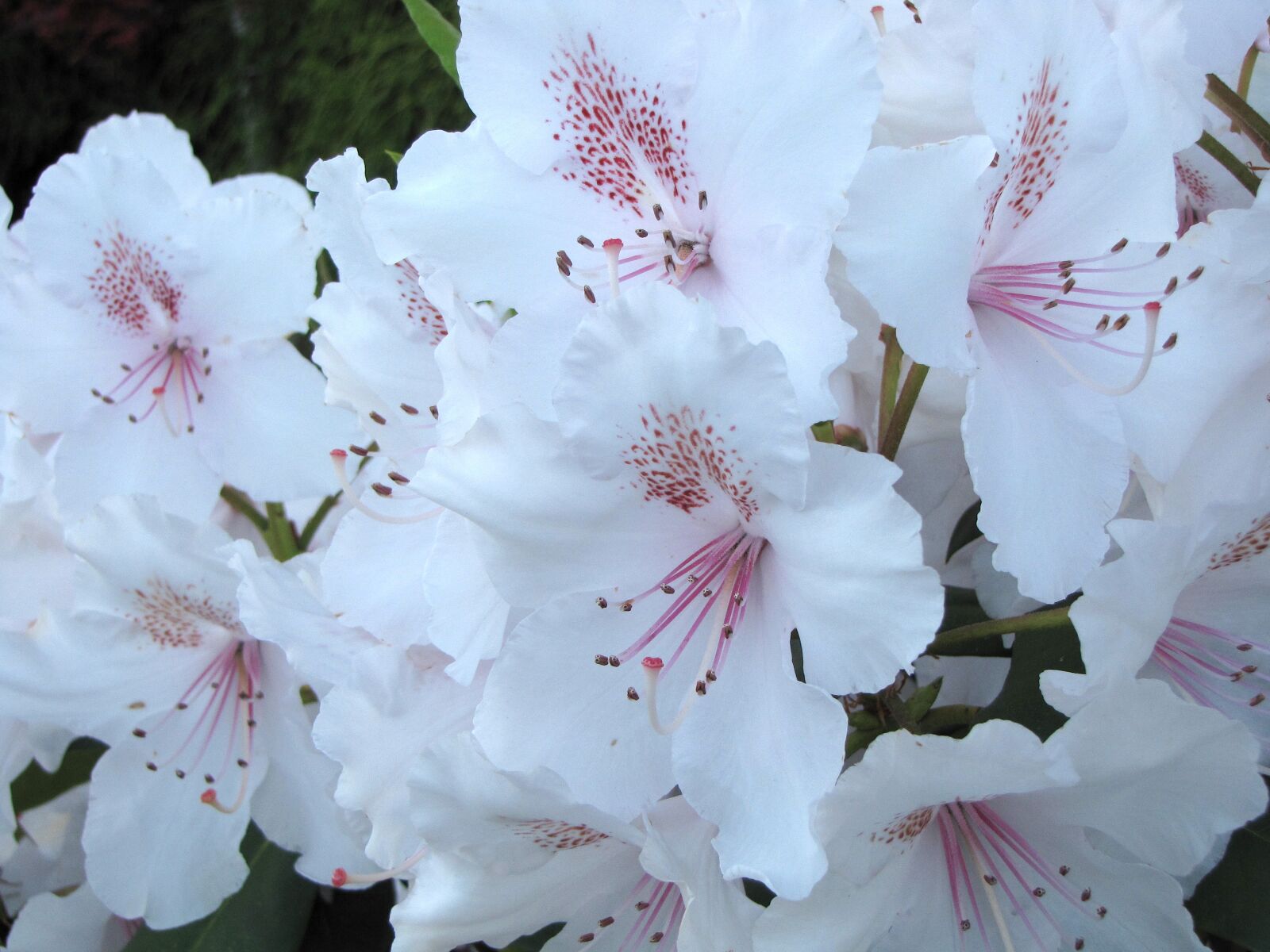 Canon PowerShot SX10 IS sample photo. British columbia, coquitlam, tree photography