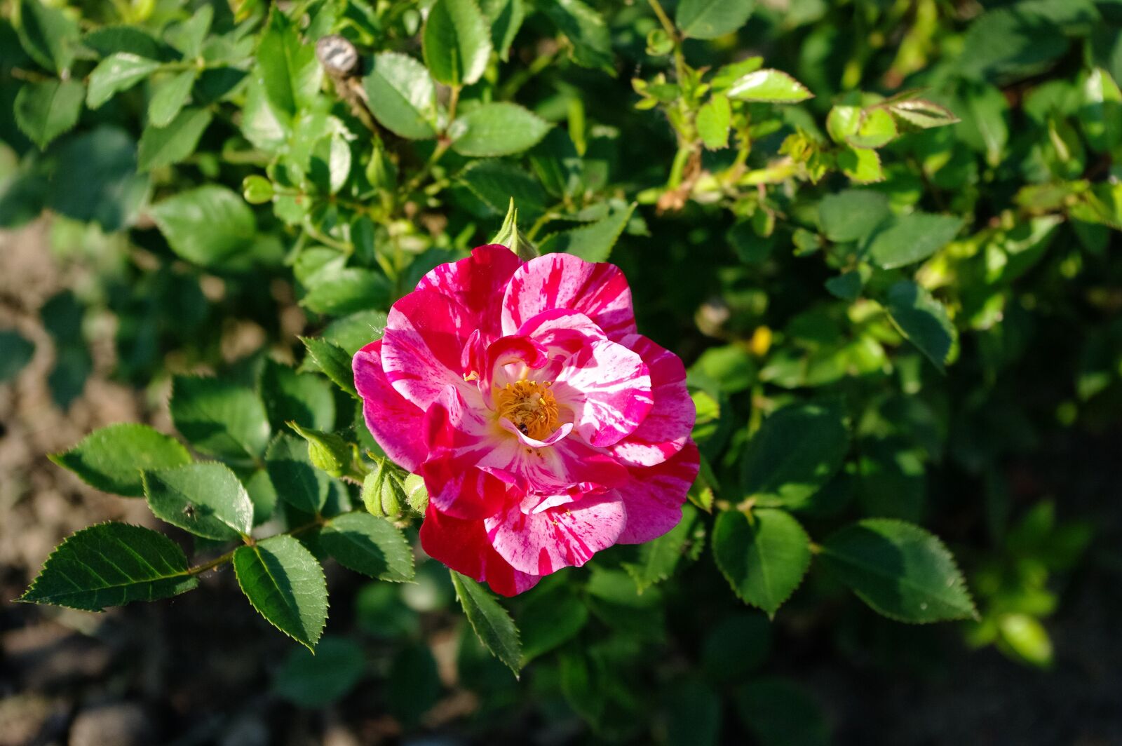Samsung GX-20 sample photo. Rose, flower, nature photography