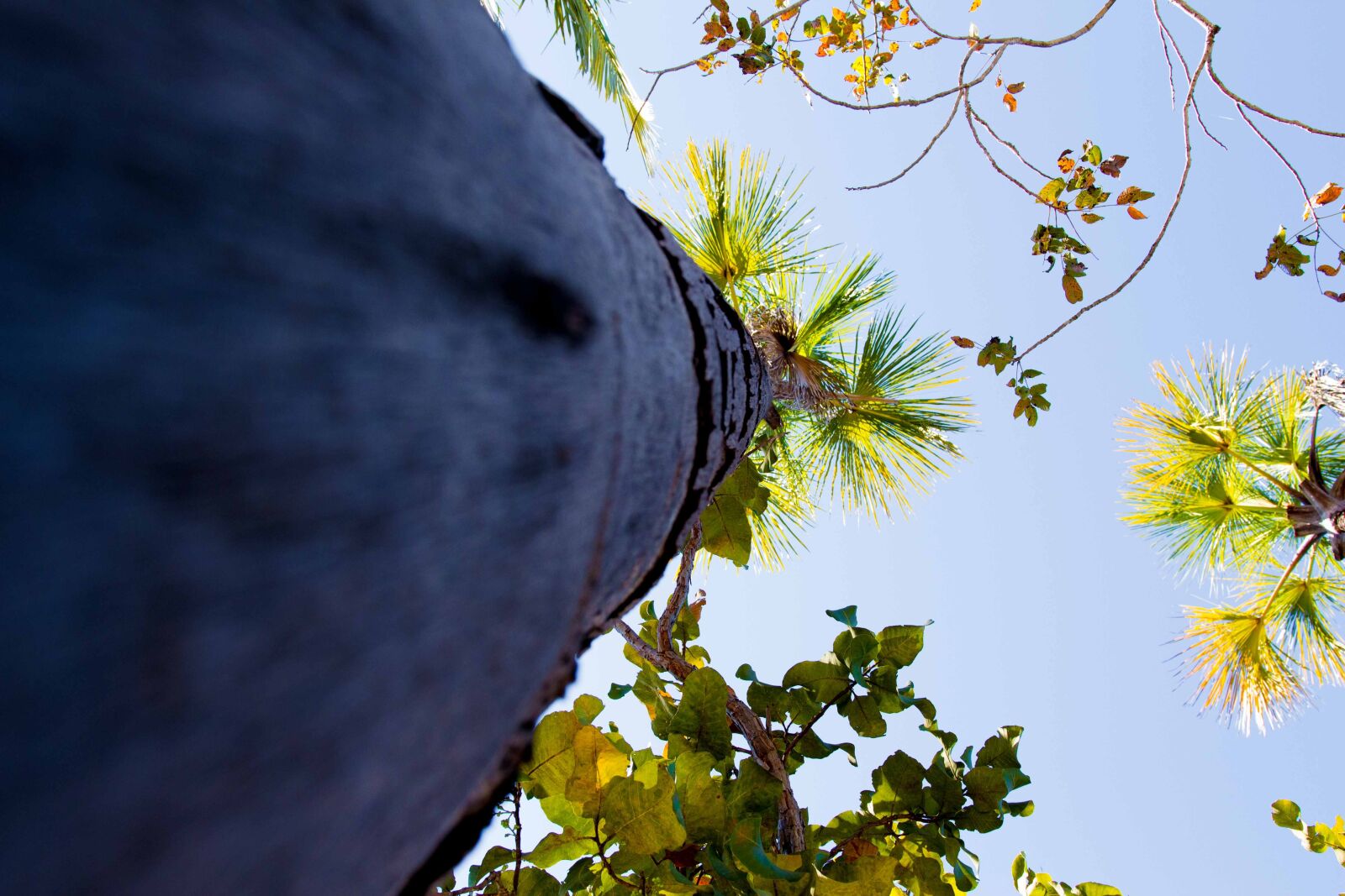 Canon EOS 650D (EOS Rebel T4i / EOS Kiss X6i) sample photo. Sky, tree, nature photography