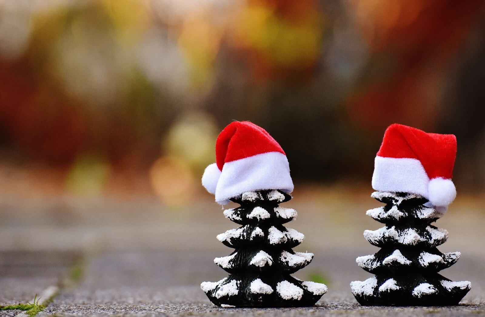 Nikon D7200 sample photo. Christmas, firs, trees photography