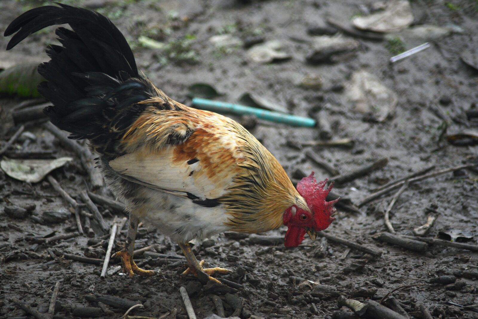 Nikon D750 sample photo. Chicken, animal, phasianidae photography