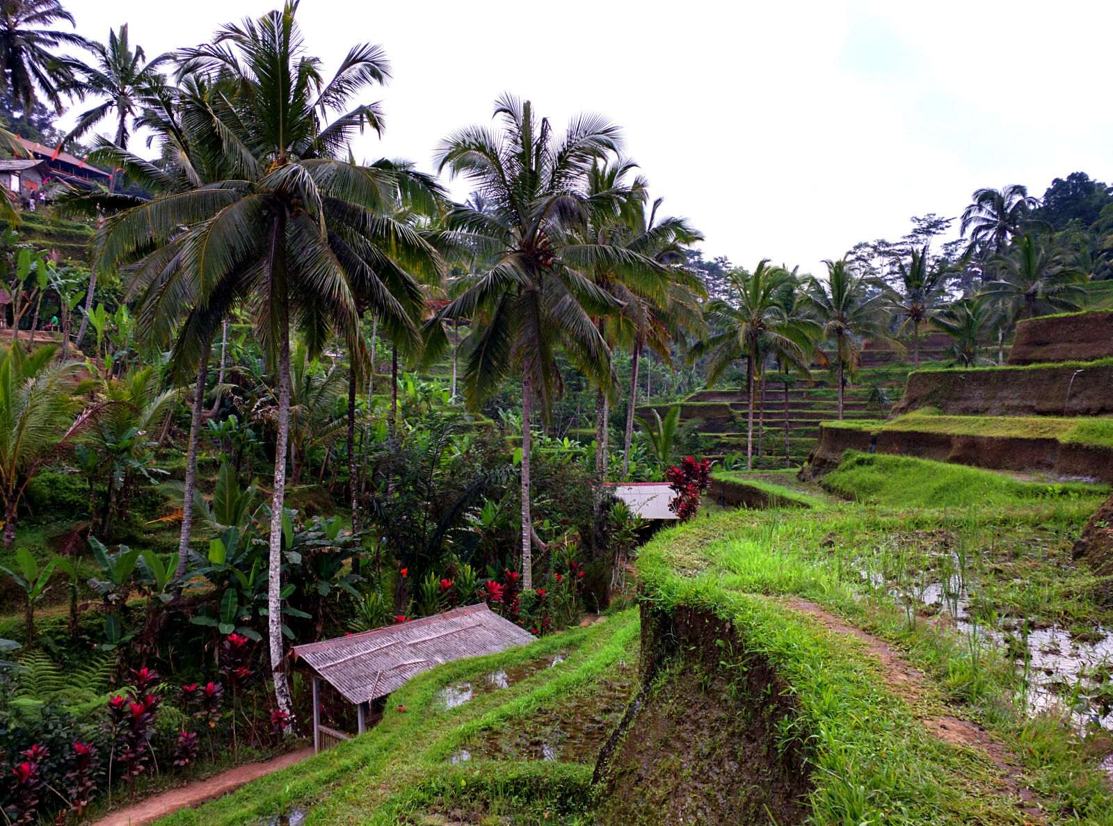 Motorola Nexus 6 sample photo. Bali, green, rice, field photography
