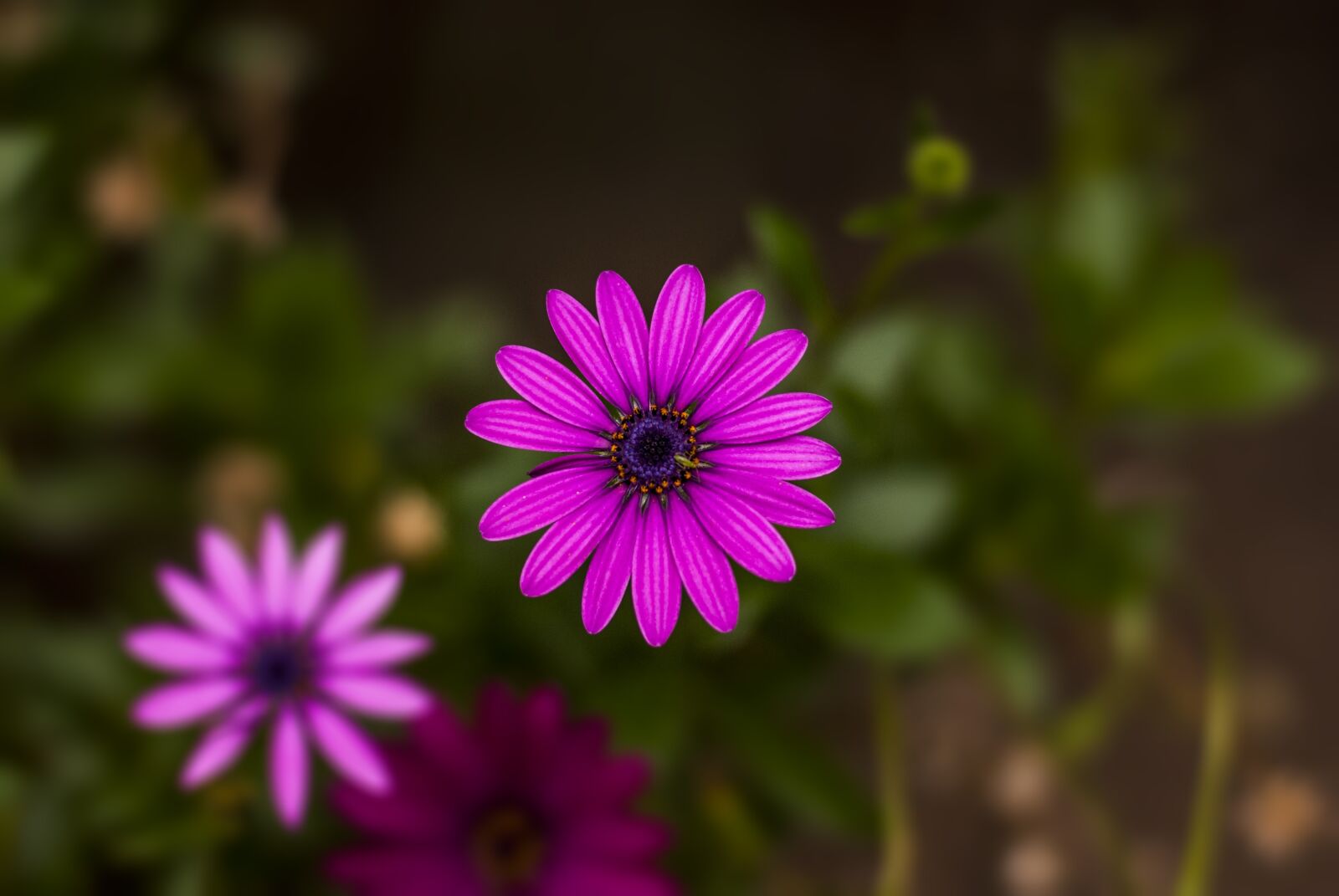 Nikon D60 sample photo. Flower g rbel, flower photography