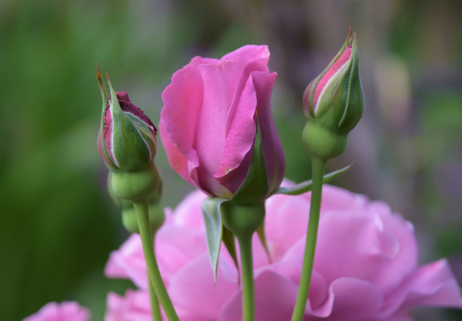 Nikon D3300 sample photo. Disney rose, roses, flowers photography