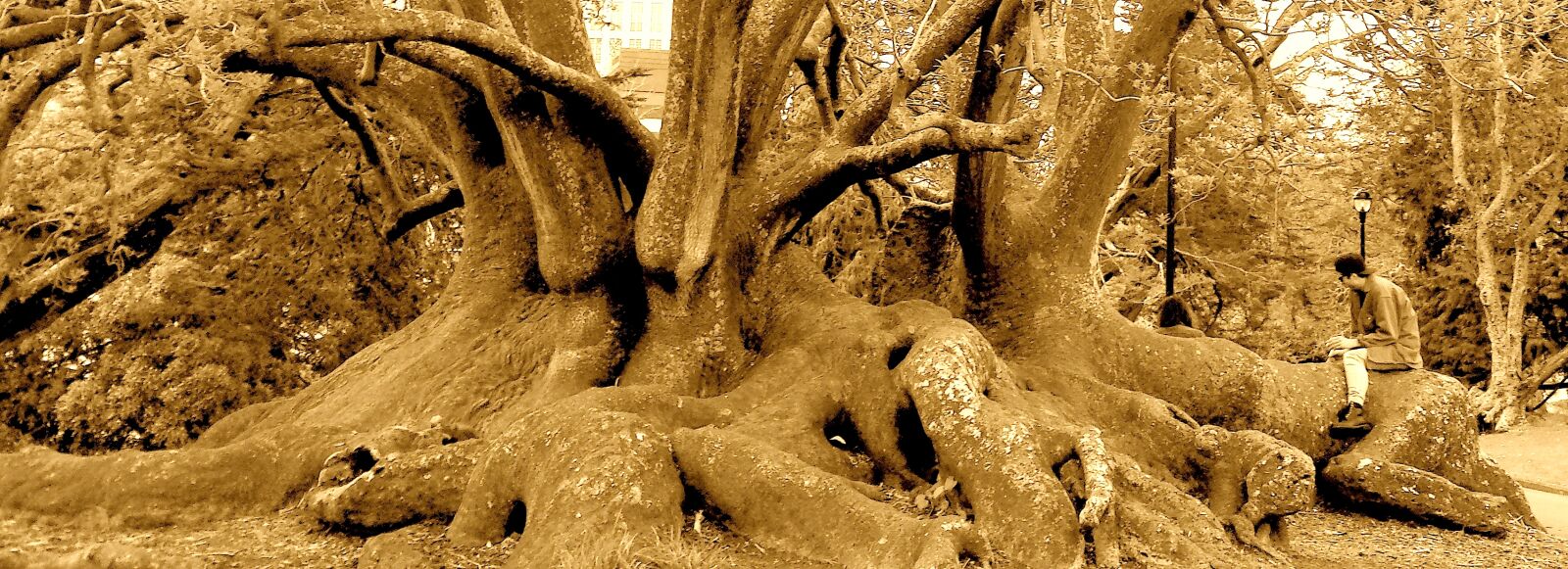 Samsung Galaxy S4 sample photo. Gnarly, trunk, huge, tree photography