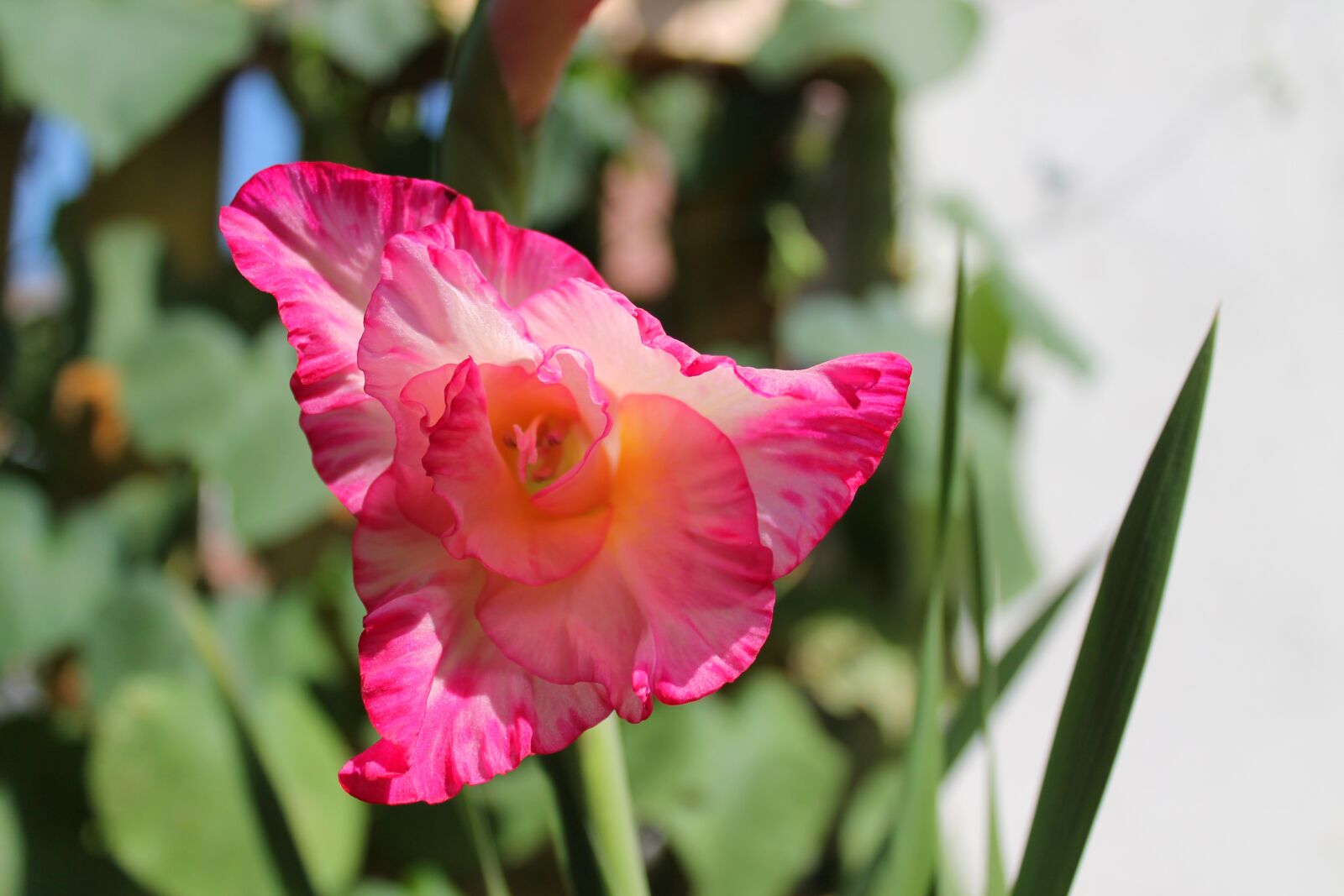 Canon EOS 1100D (EOS Rebel T3 / EOS Kiss X50) sample photo. Pink, yellow, green photography