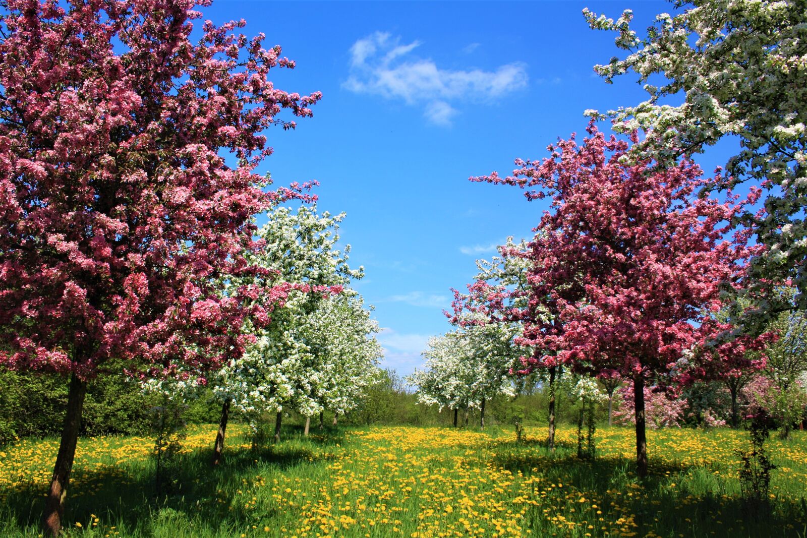 Canon EOS 1000D (EOS Digital Rebel XS / EOS Kiss F) sample photo. Fruit trees, flowers, landscape photography