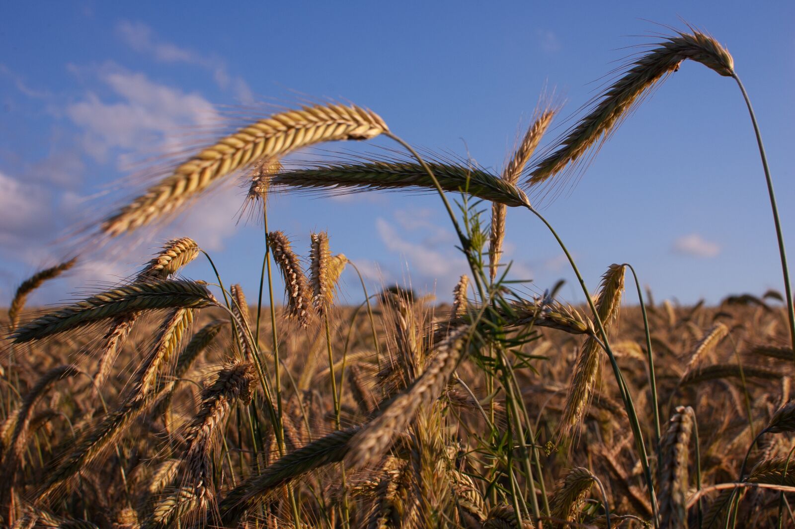 Nikon D40 sample photo. Barley, field, cereals photography