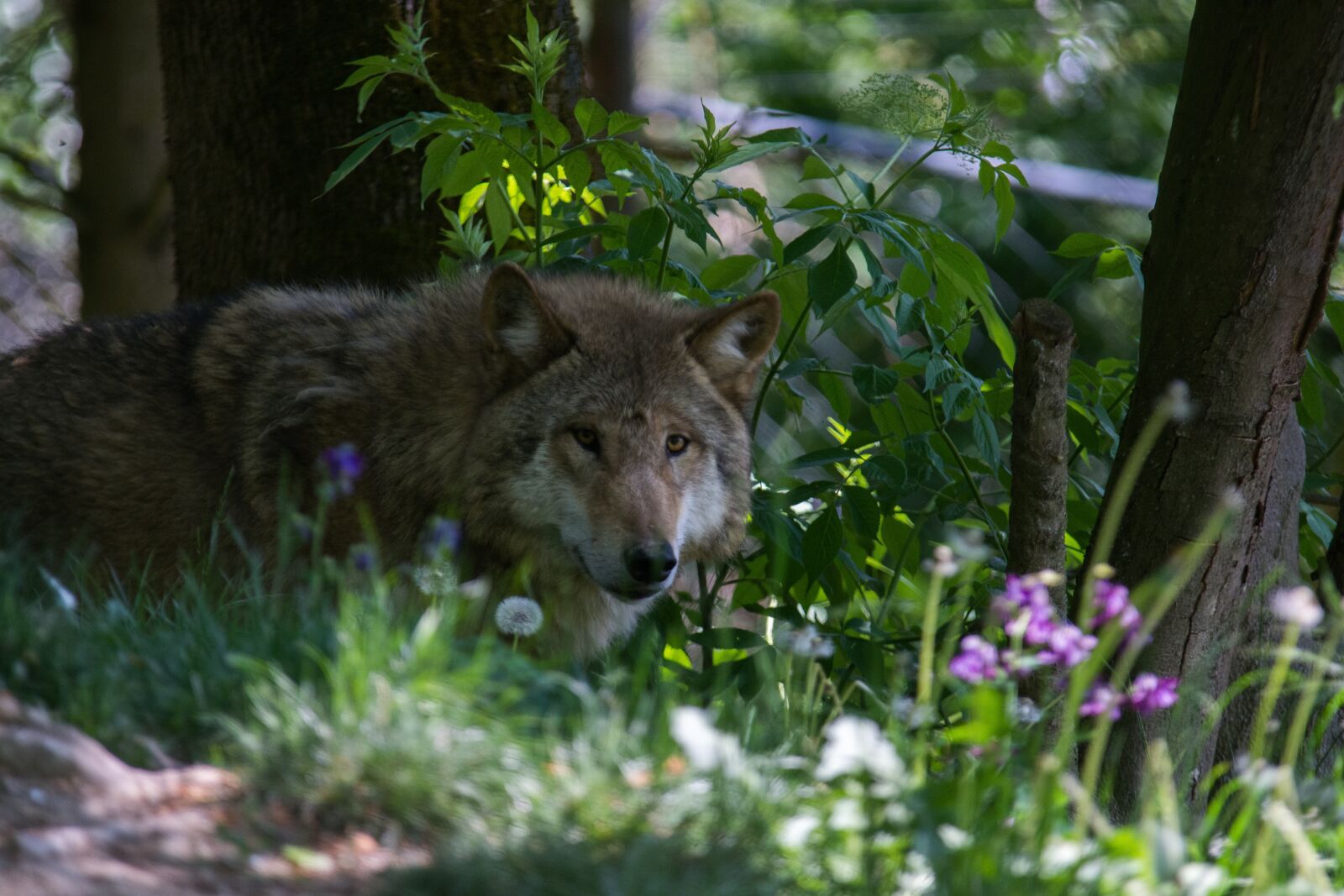 Nikon D7100 sample photo. Wolf, flower, forest photography