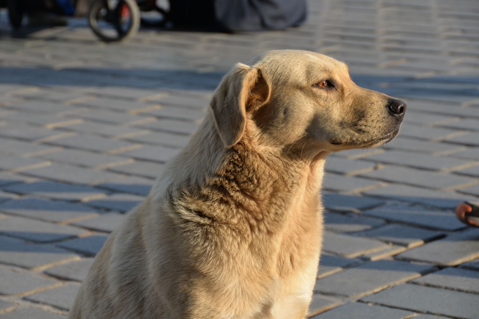 Nikon D610 sample photo. Dog, istanbul, turkey photography