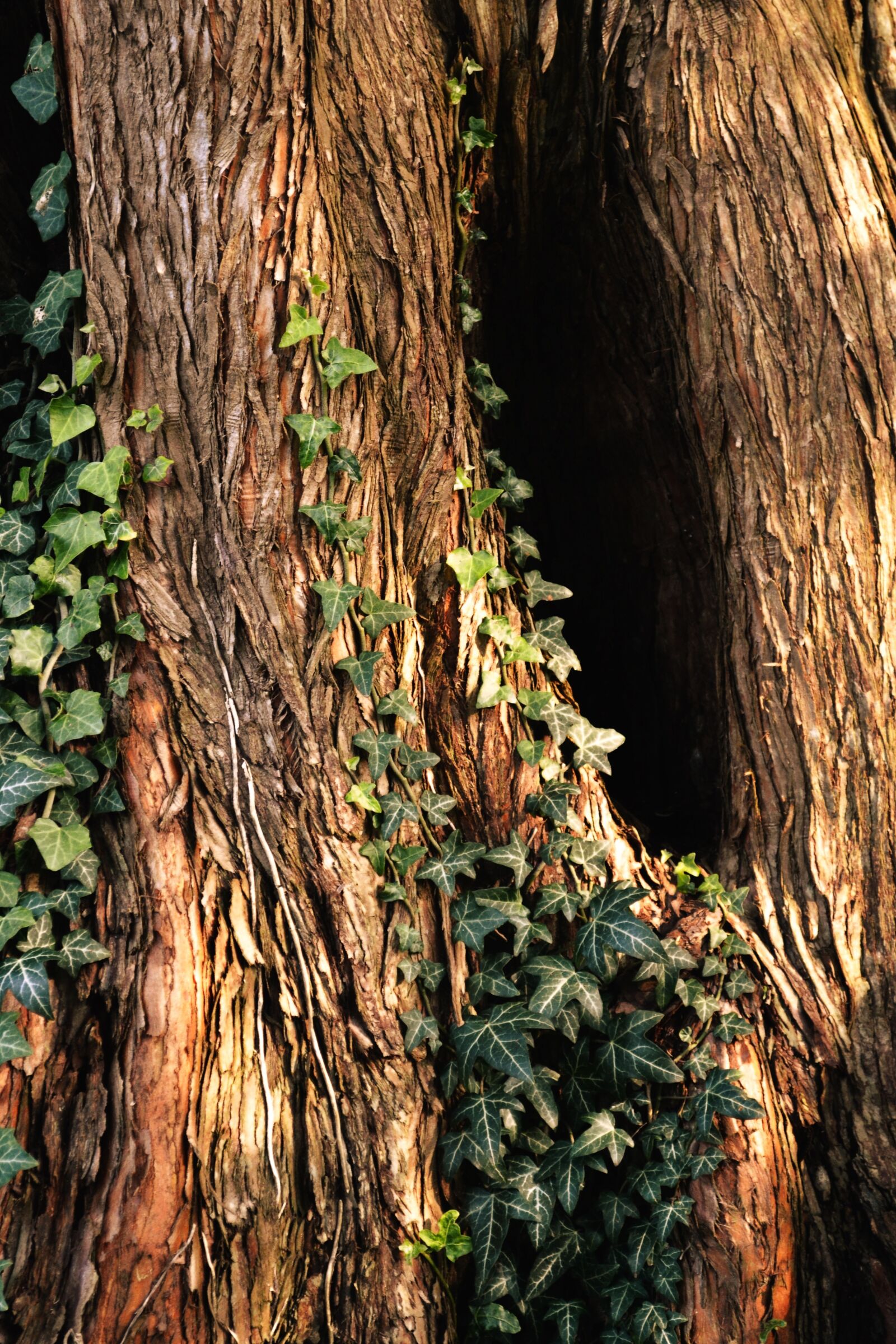 Nikon D3100 sample photo. Mystical, tree, forest photography