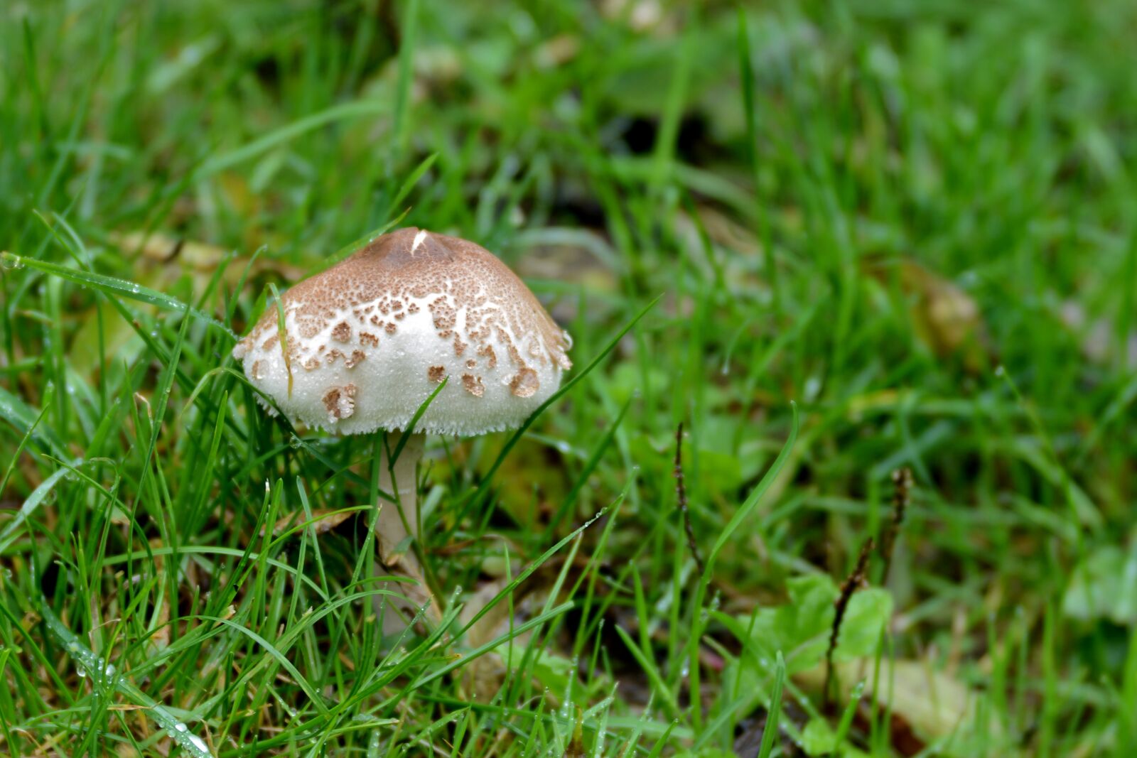 Nikon D600 sample photo. Mushroom, grass, pasture photography