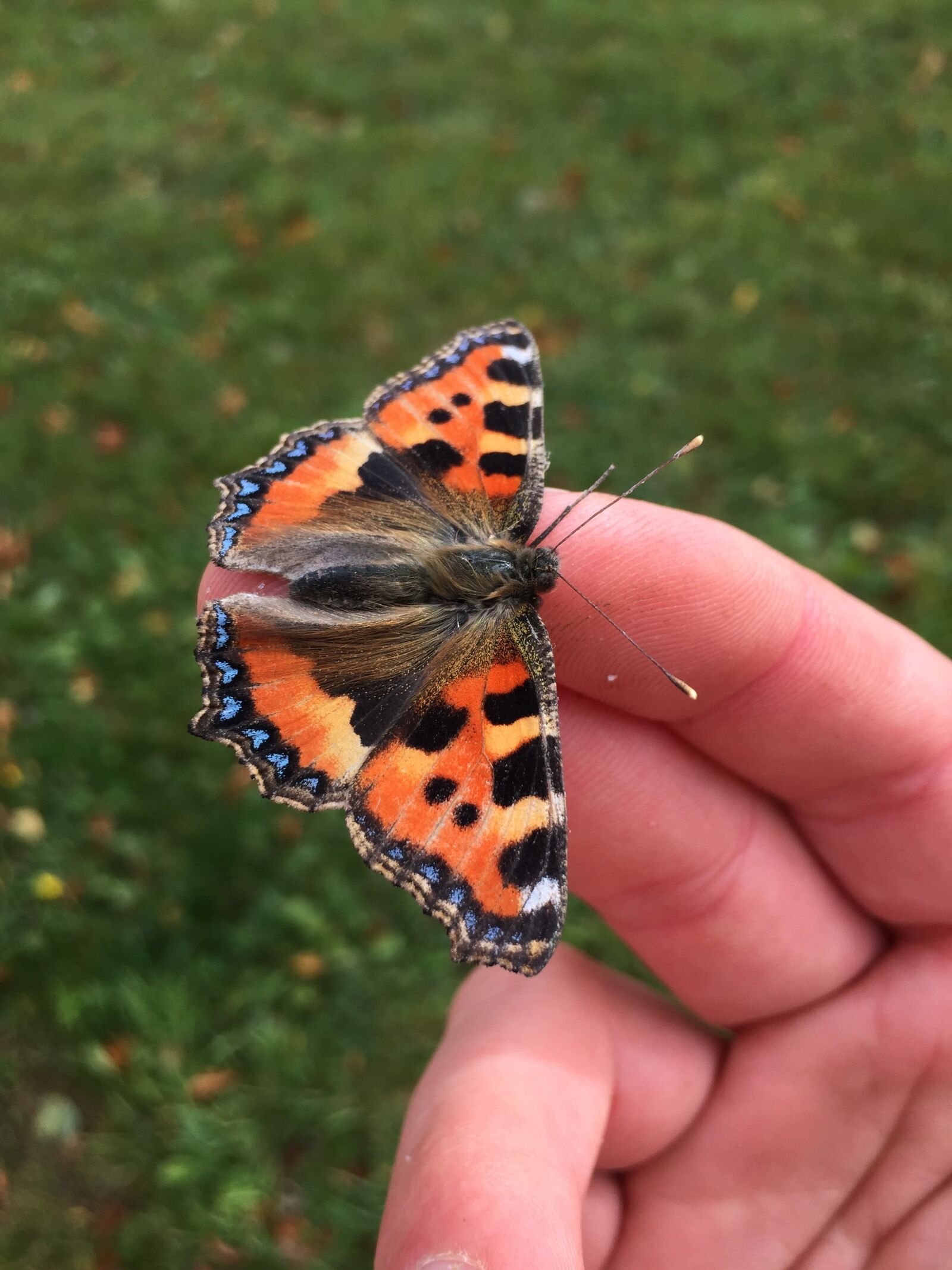 iPhone 6 back camera 4.15mm f/2.2 sample photo. Butterfly, hand, moth photography