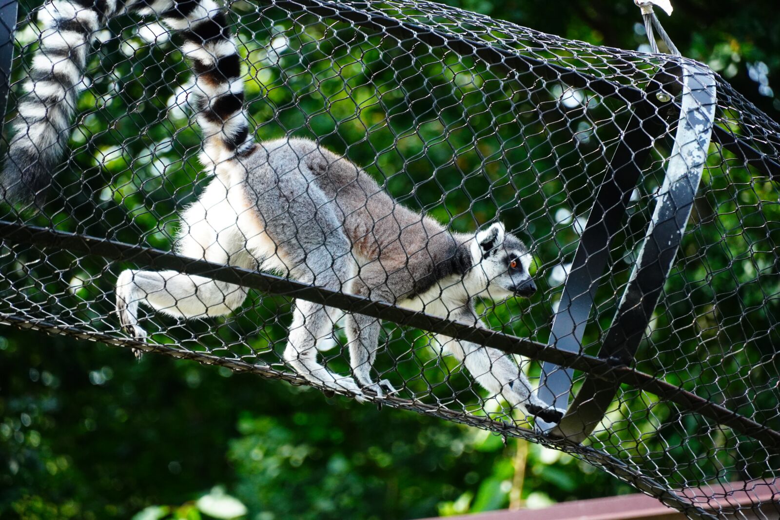 Sony a6400 sample photo. Lemur, animal, zoo photography