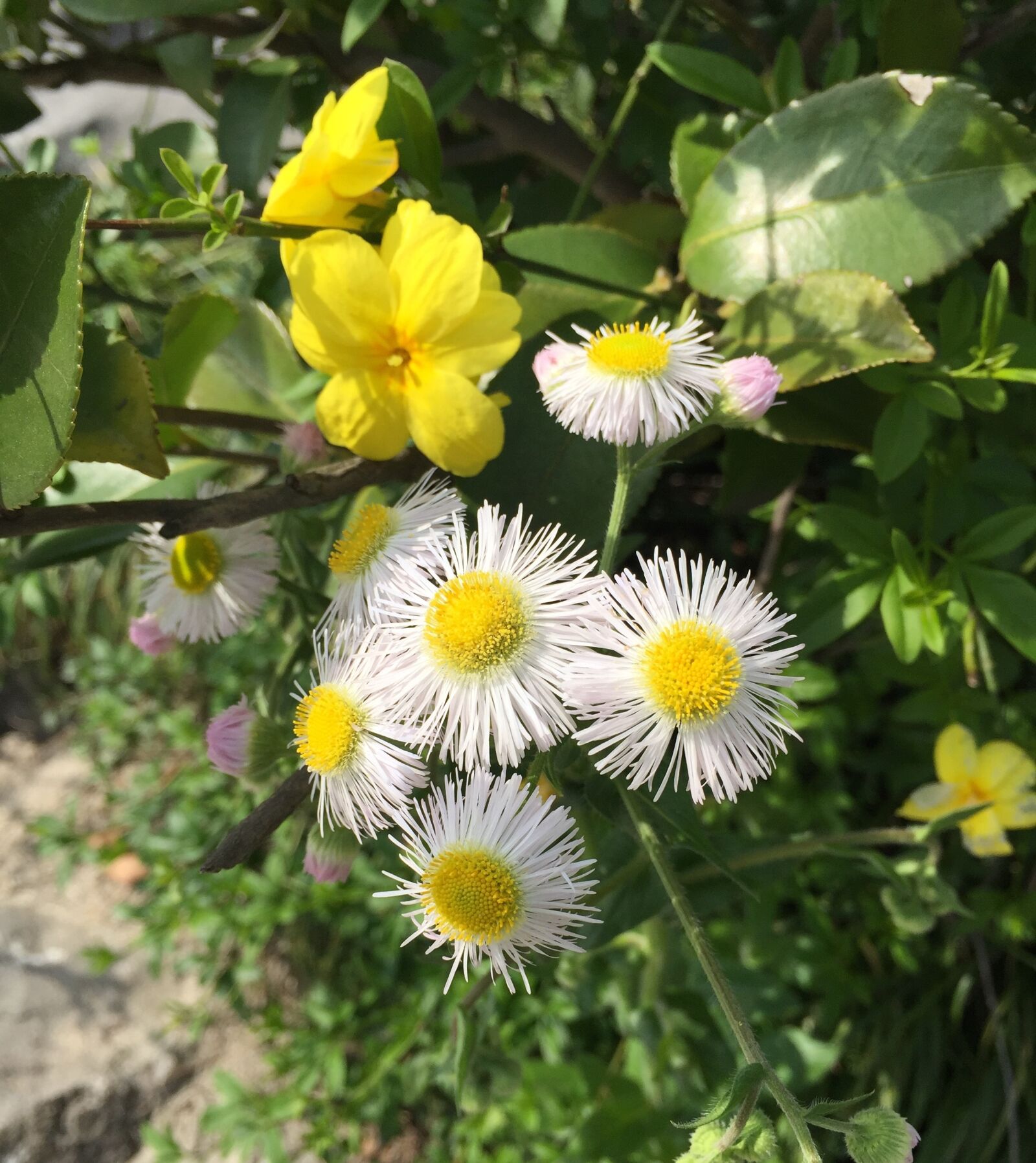 iPhone 6 Plus back camera 4.15mm f/2.2 sample photo. Flowers, daisies, blossom photography