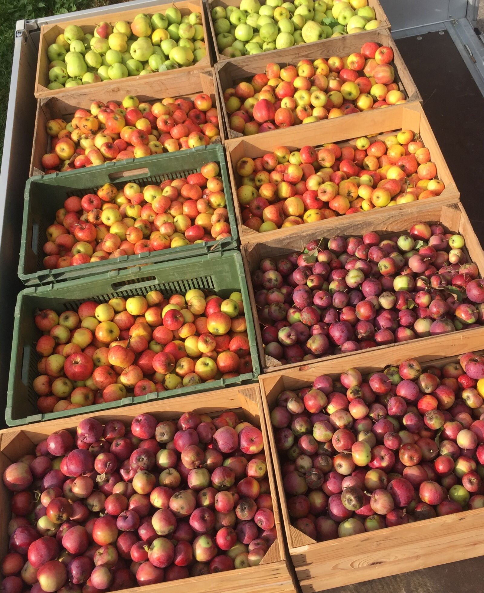 Apple iPhone 6 sample photo. Apples, harvest, red apples photography