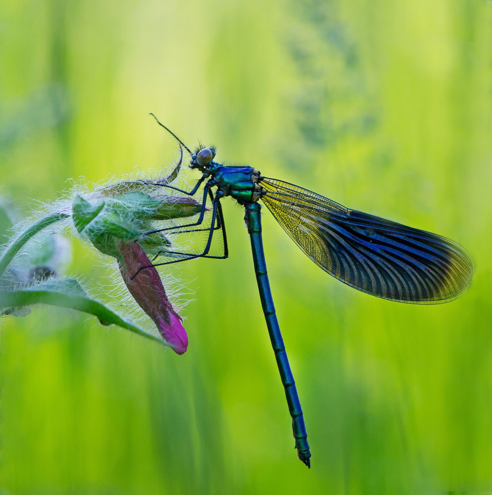 Nikon D5100 sample photo. Insects, ważka, nature photography