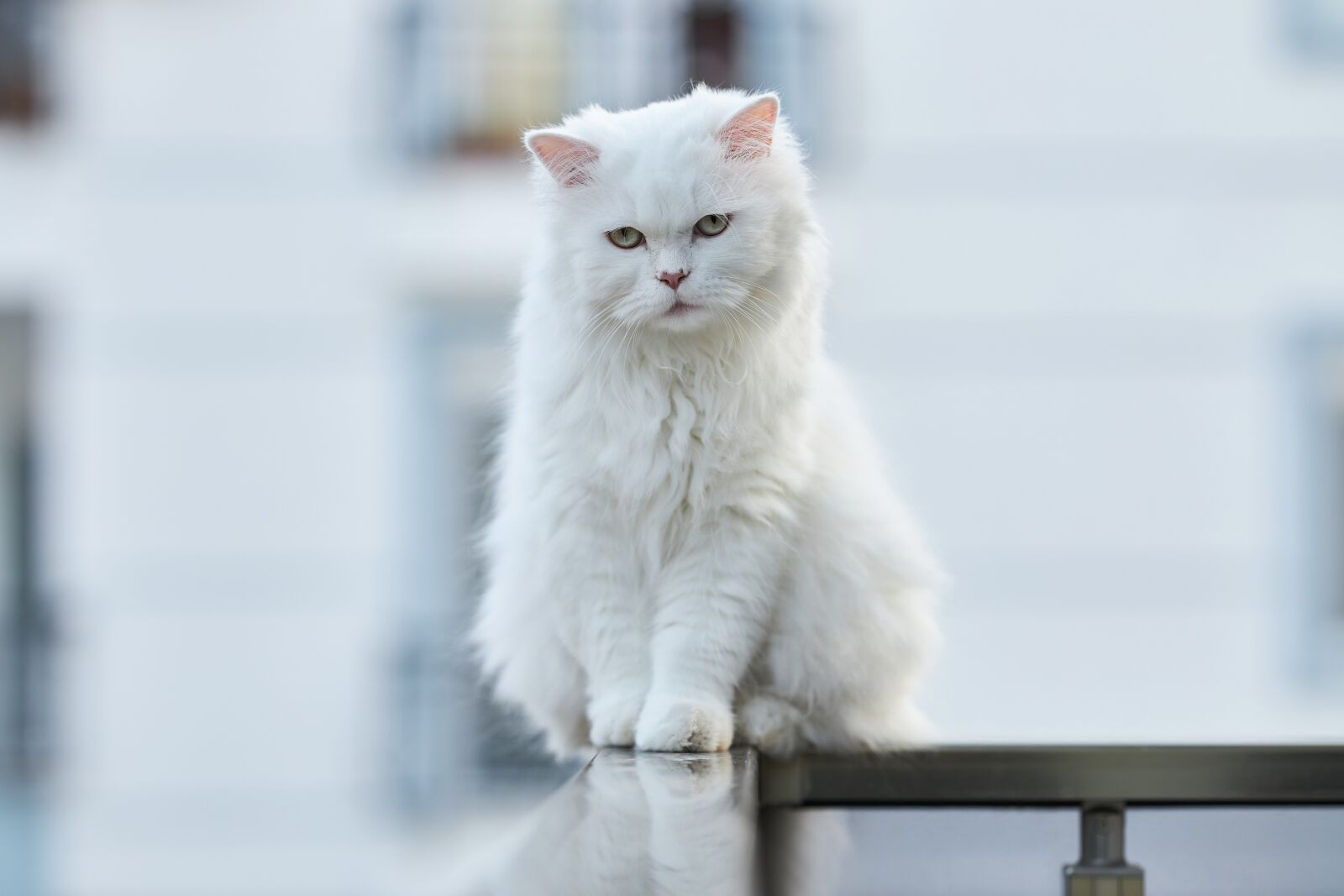 Canon EOS R sample photo. Cat, animal, white photography