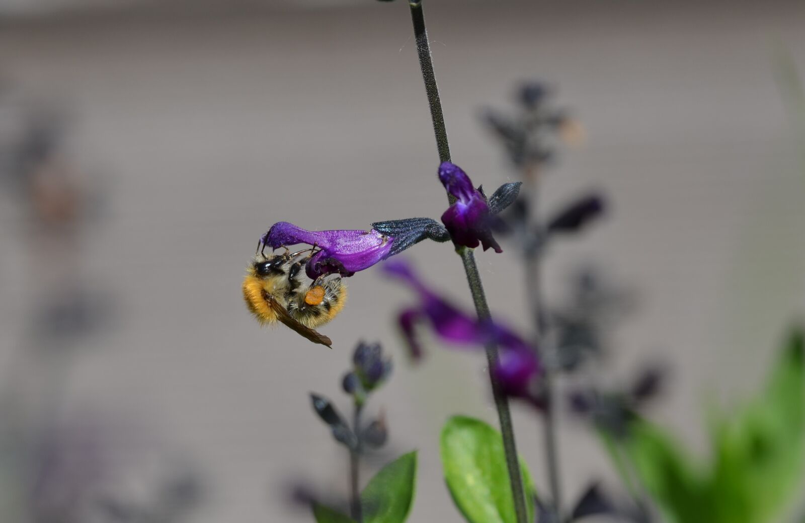 Nikon D5100 sample photo. Insect, pollen, flower photography